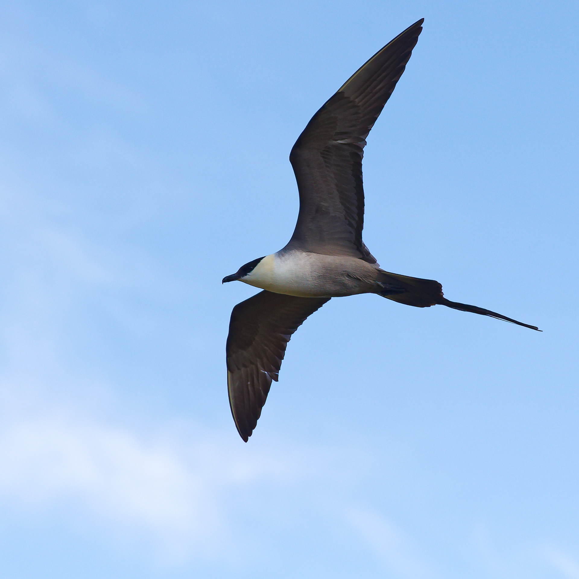 Labbe à longue queue