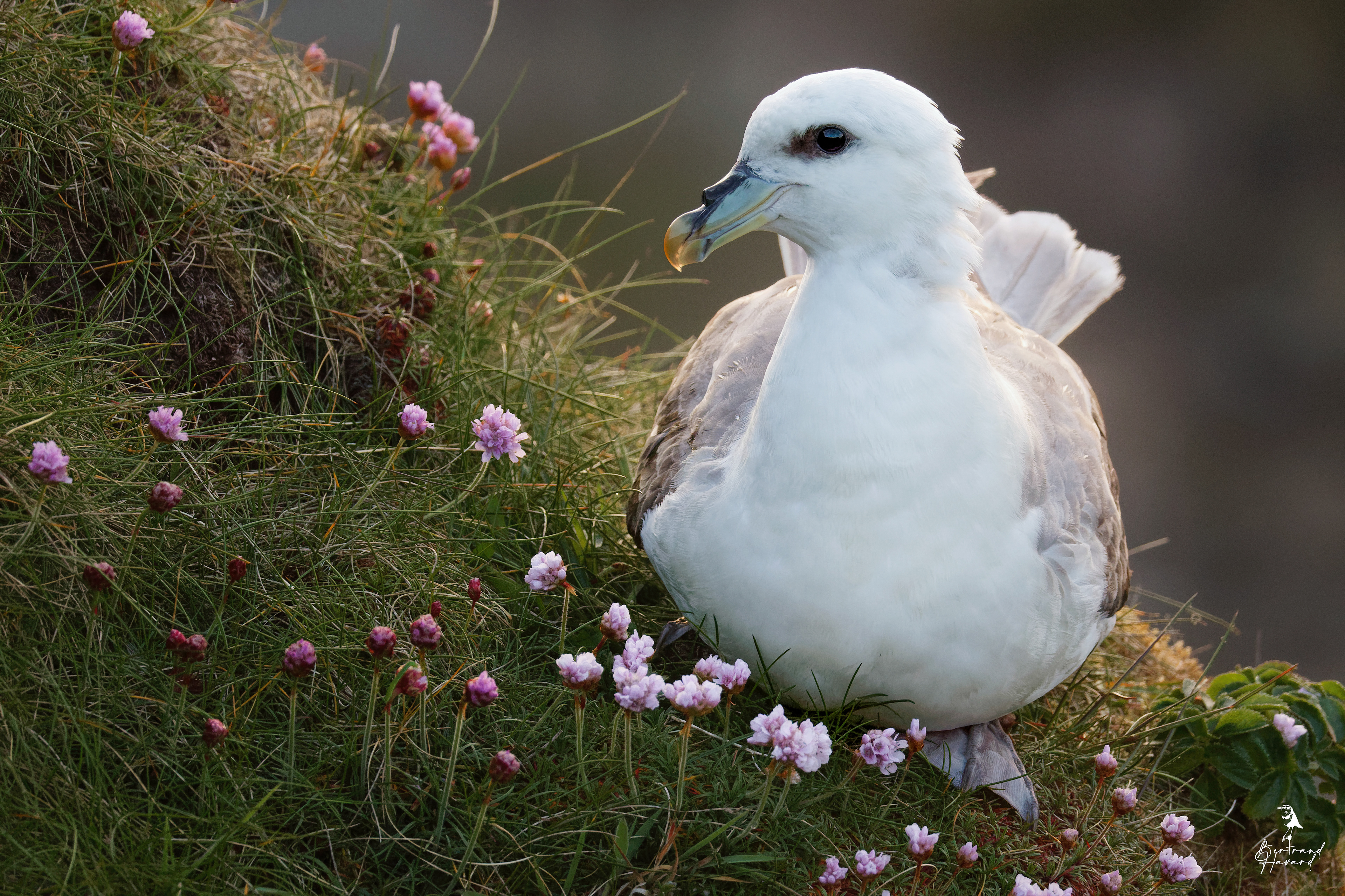Fulmar boréal
