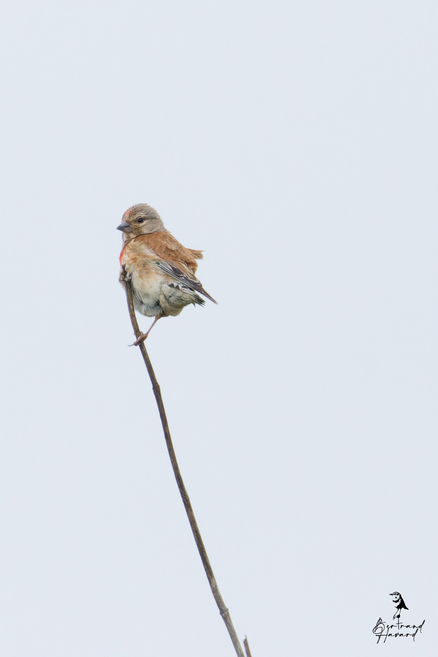 Linotte mélodieuse mâle