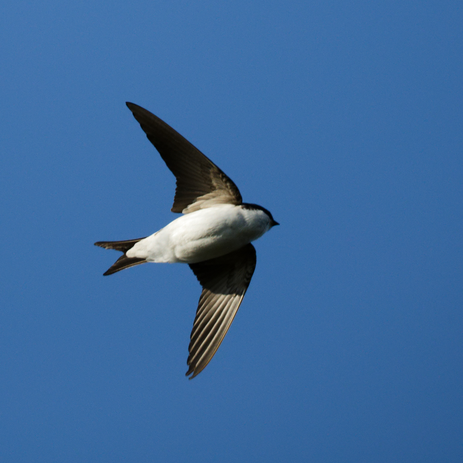 Hirondelle de fenêtre