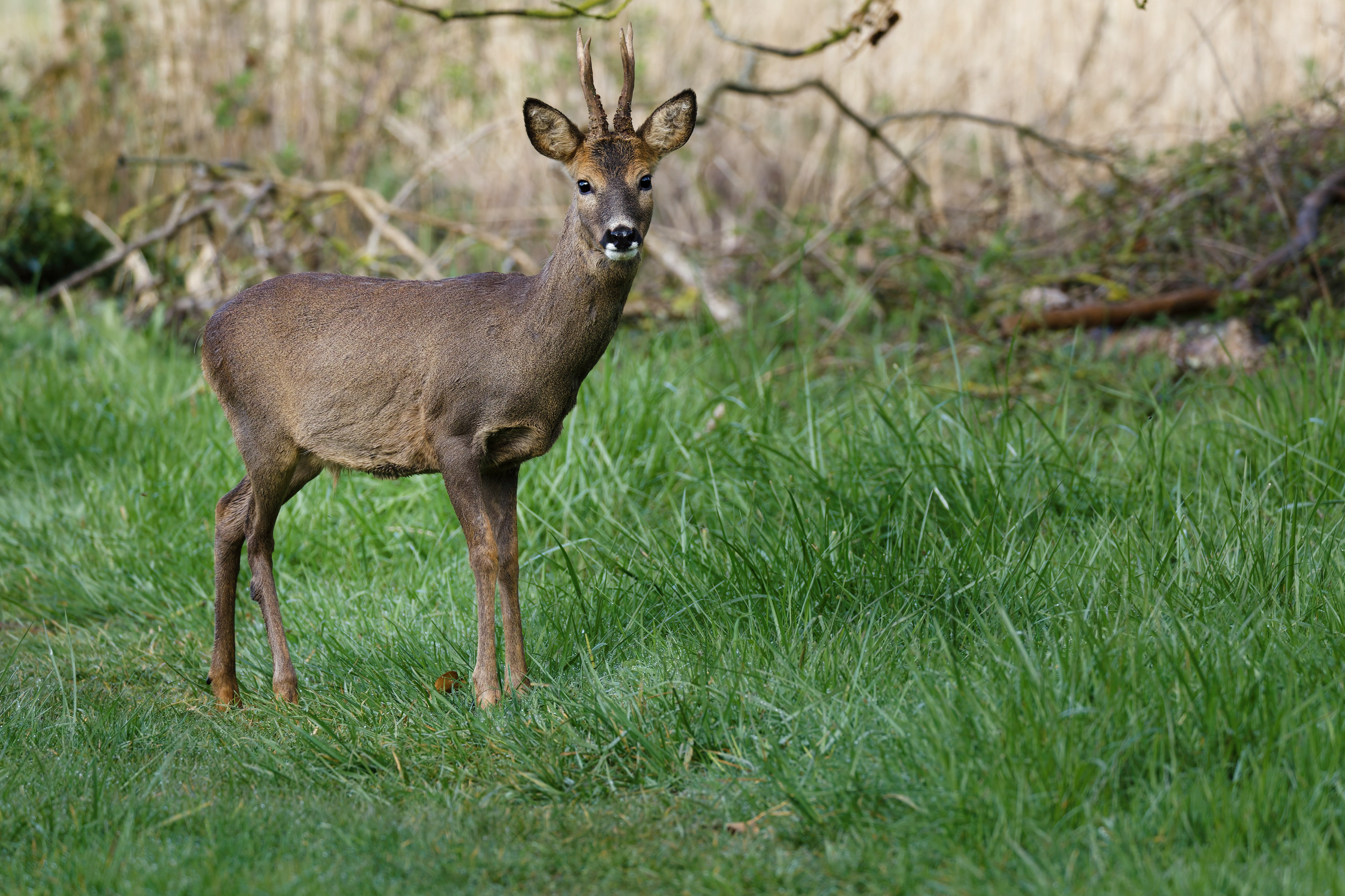 Chevreuil d'Europe (brocard)