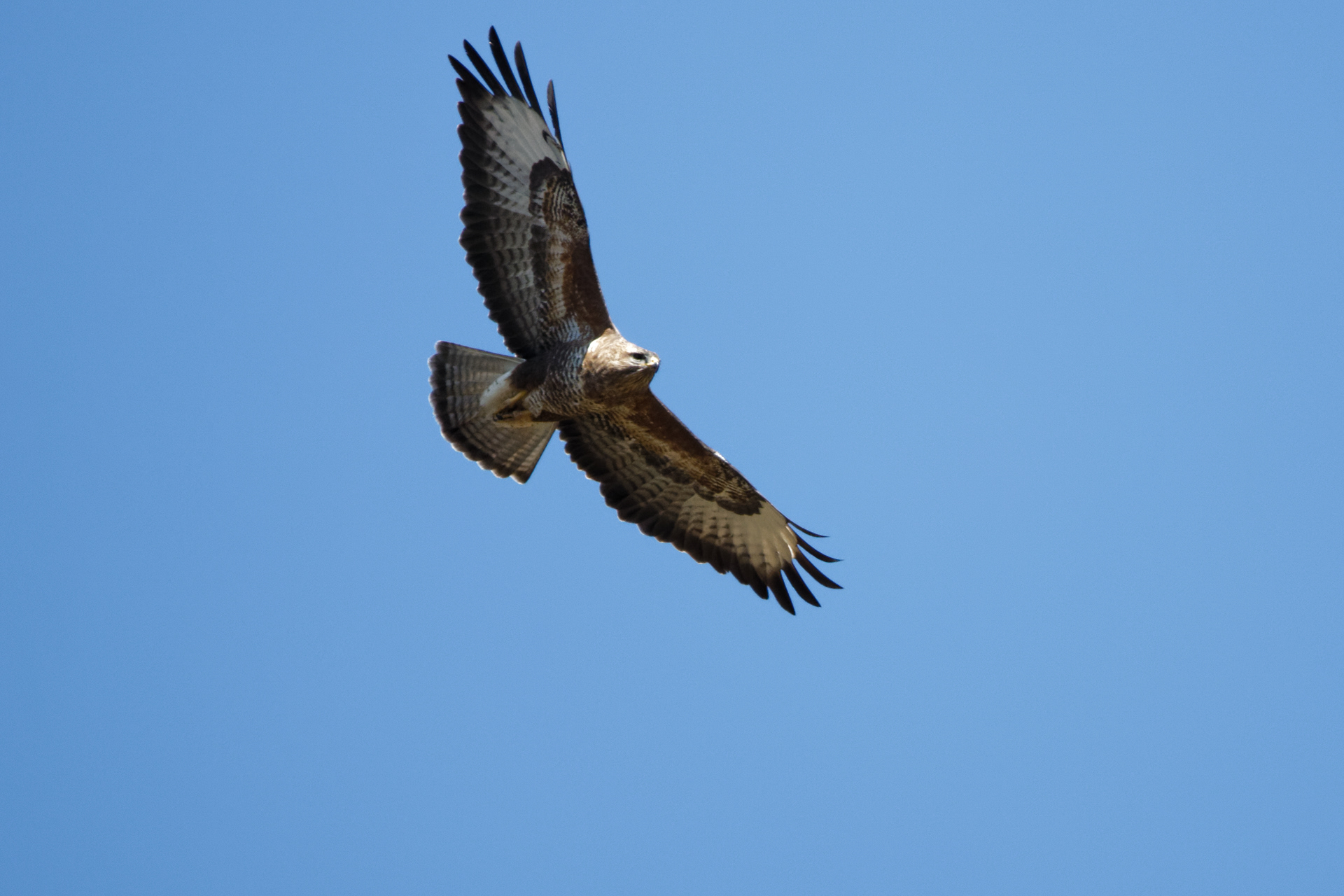 Buse variable
