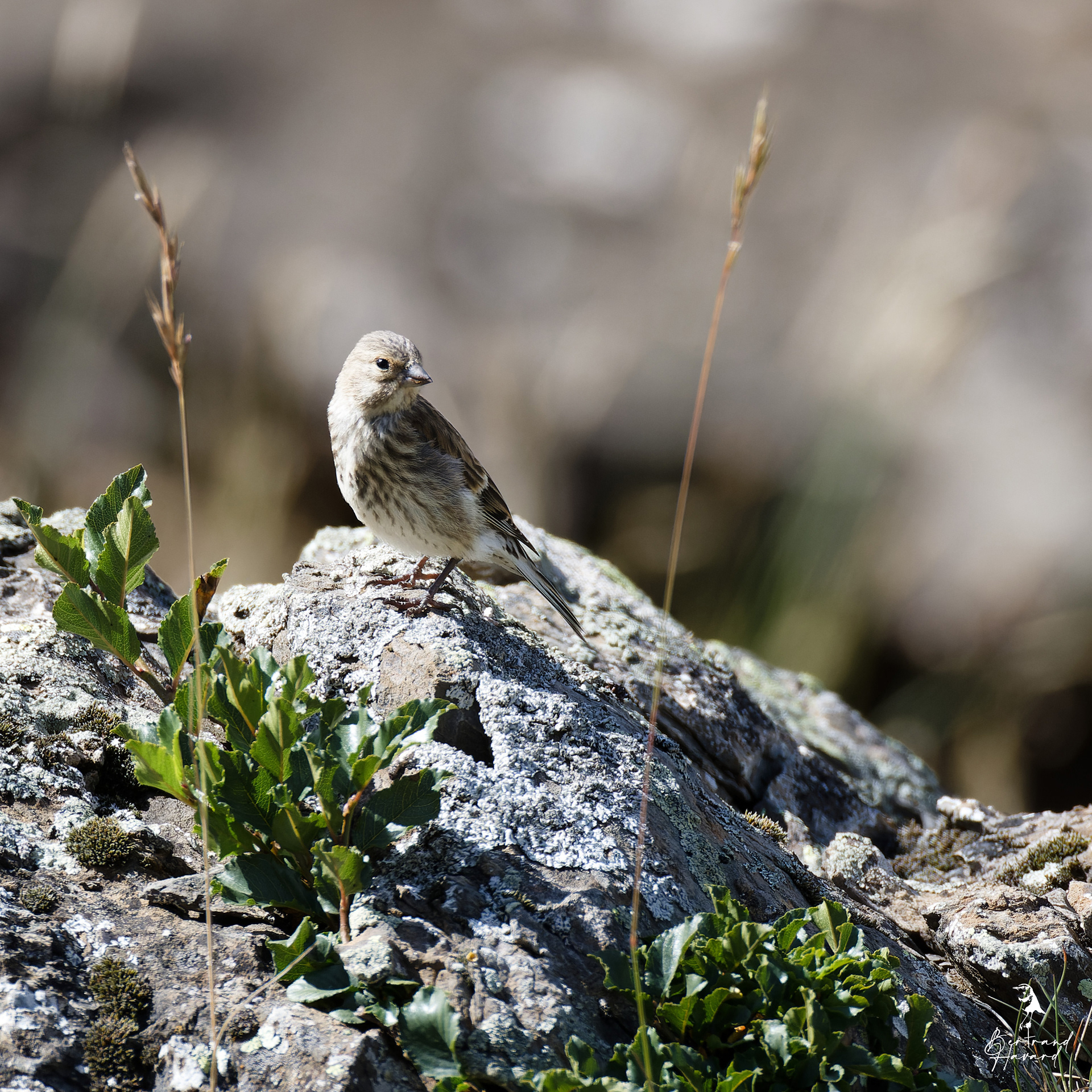 linotte mélodieuse femelle
