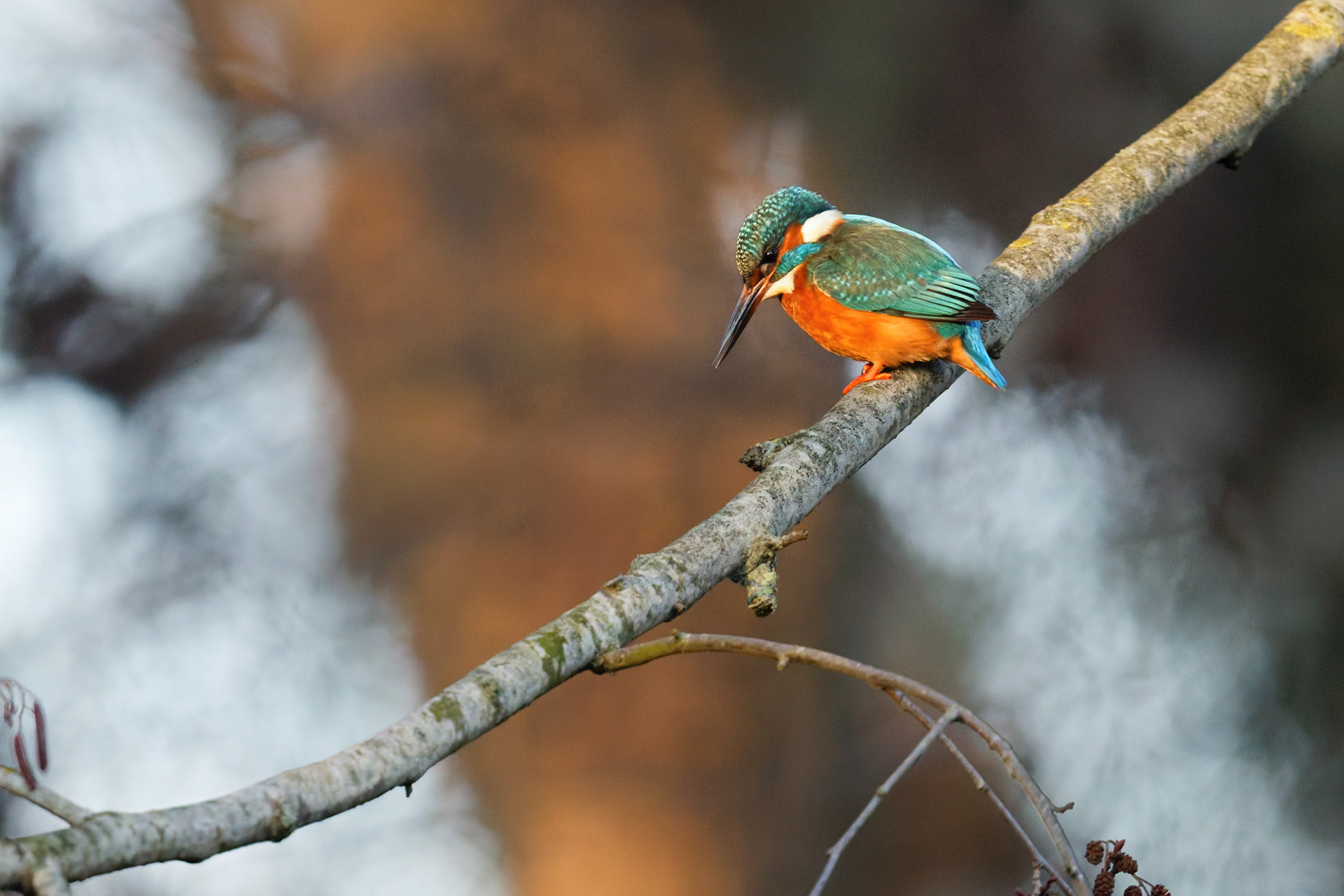 Martin pêcheur d'Europe