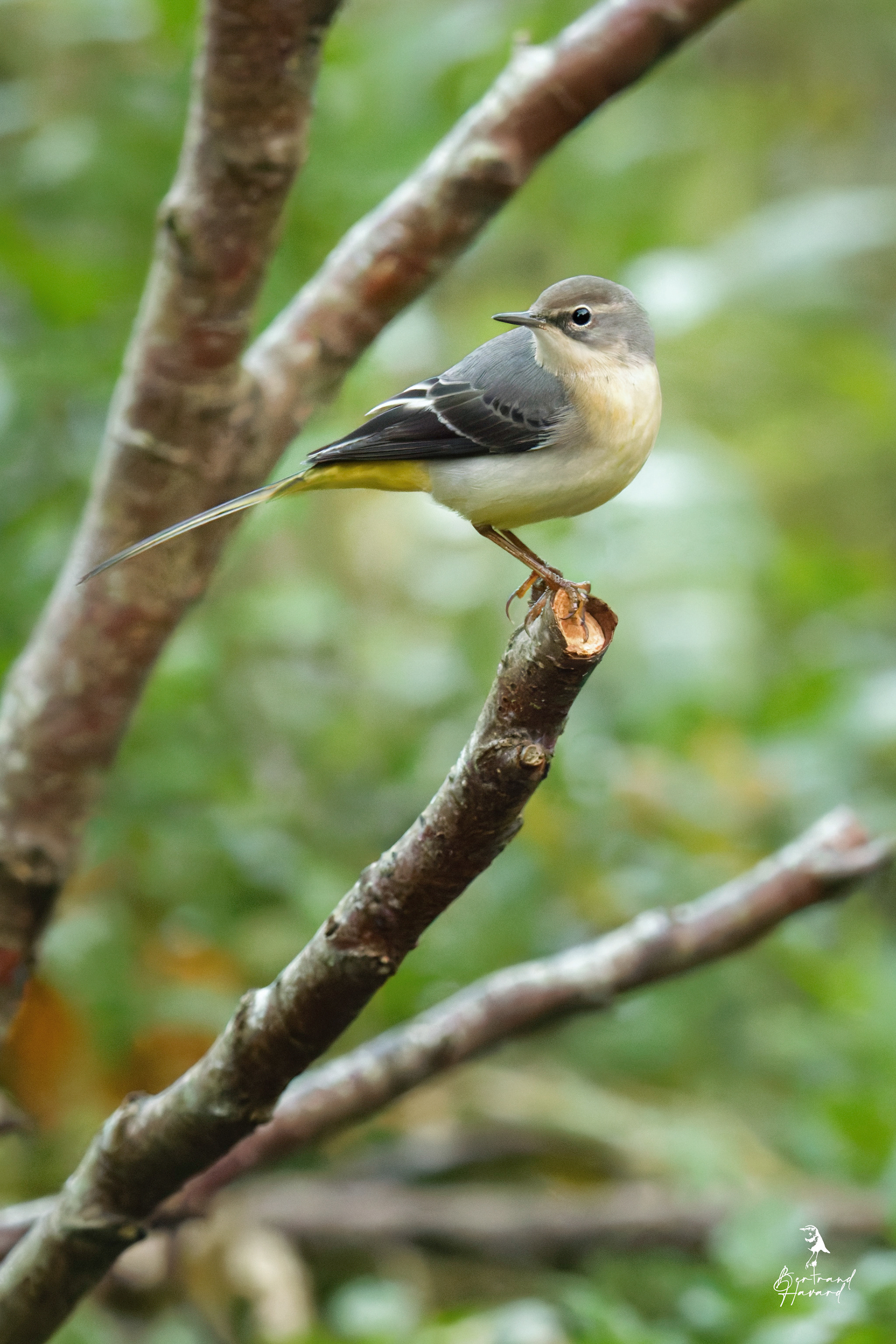 Bergeronnette des ruisseaux