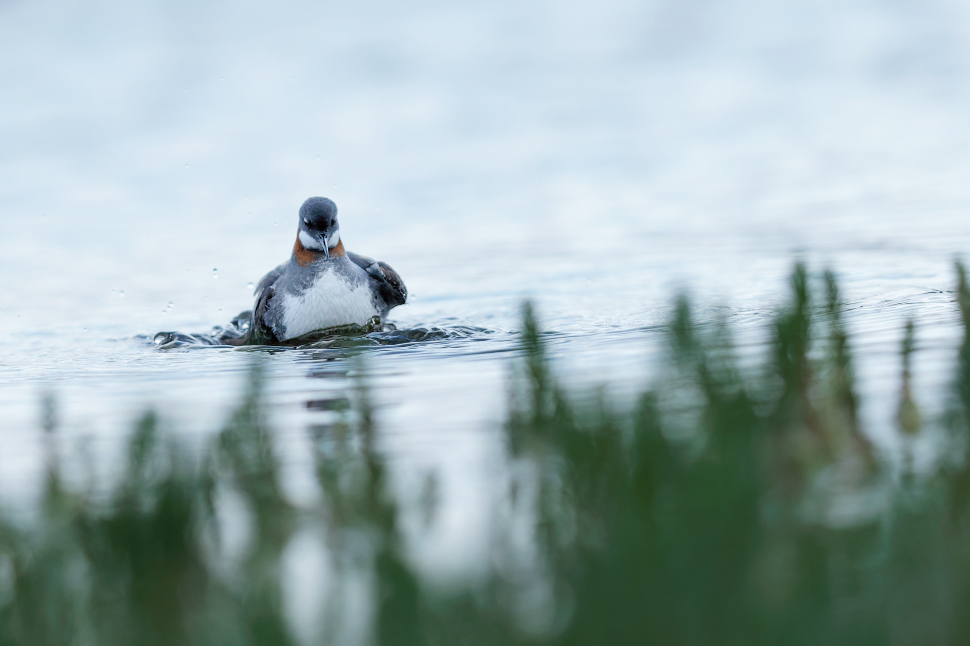 Phalarope à bec étroit