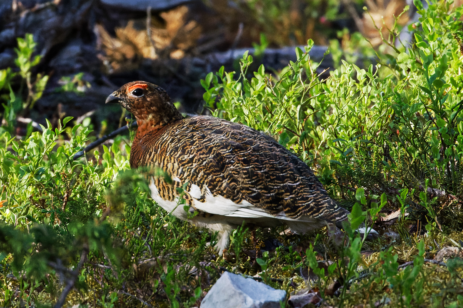 Lagopède des saules