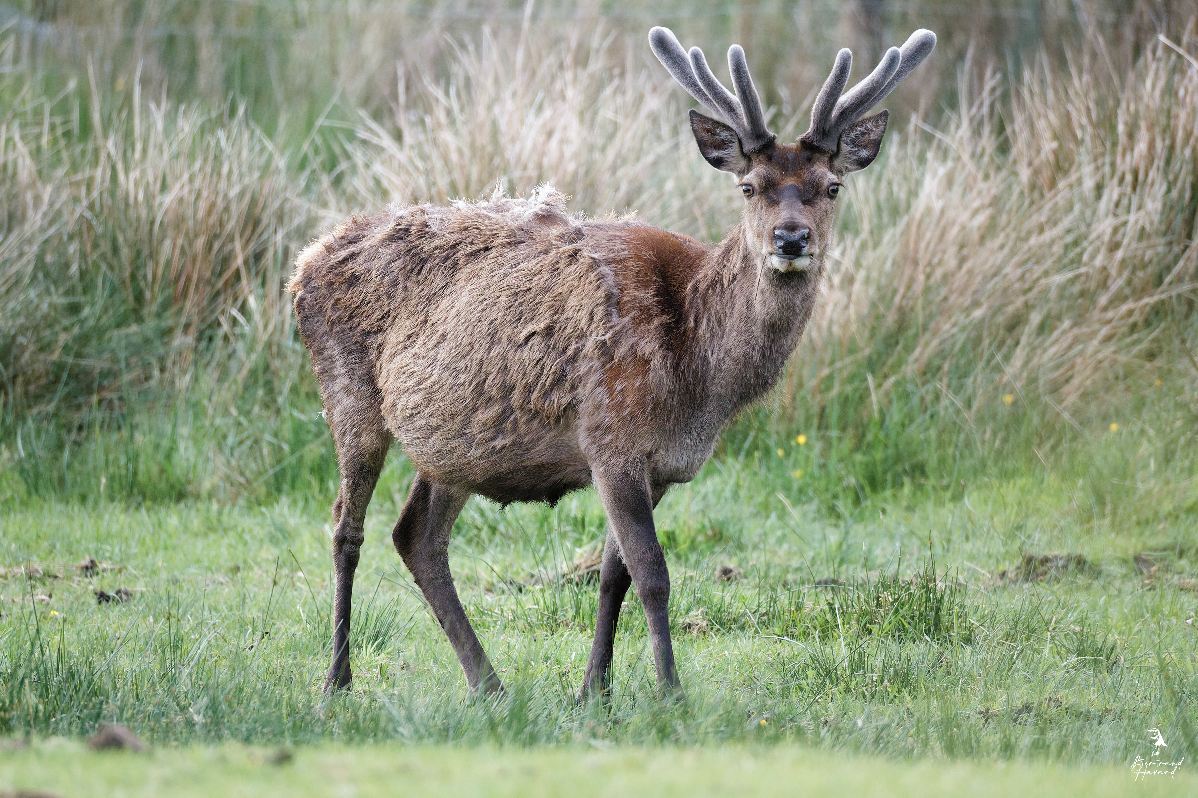 Cerf élaphe