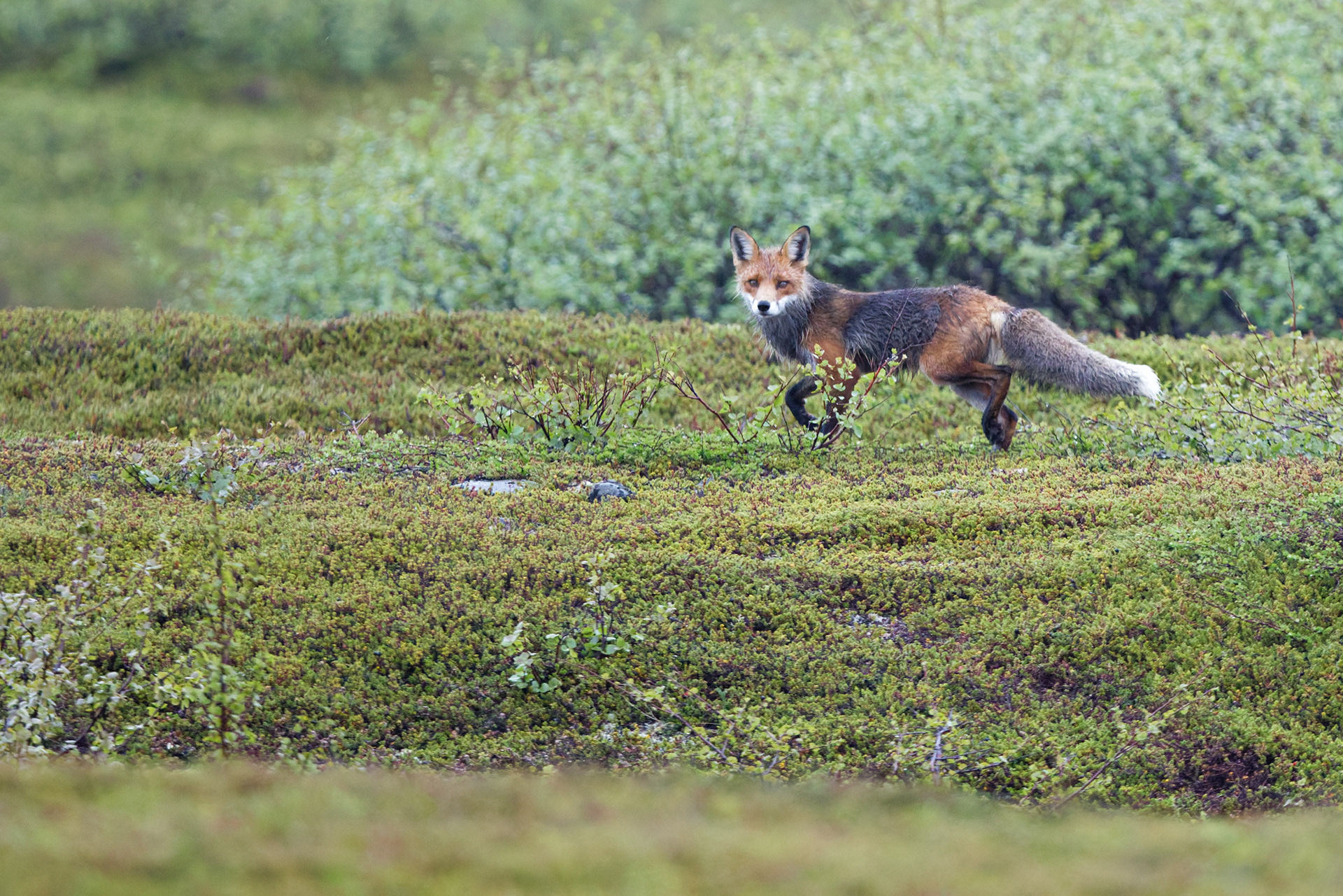 Renard roux