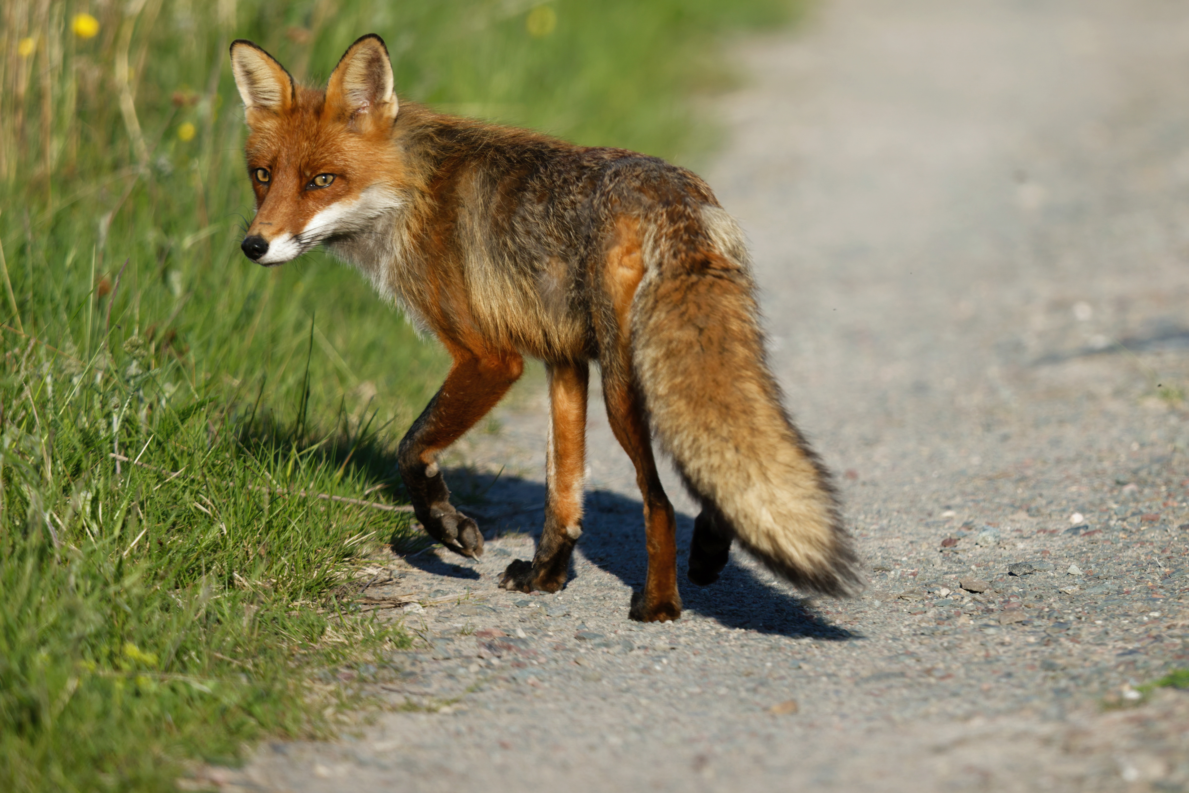 Renard roux