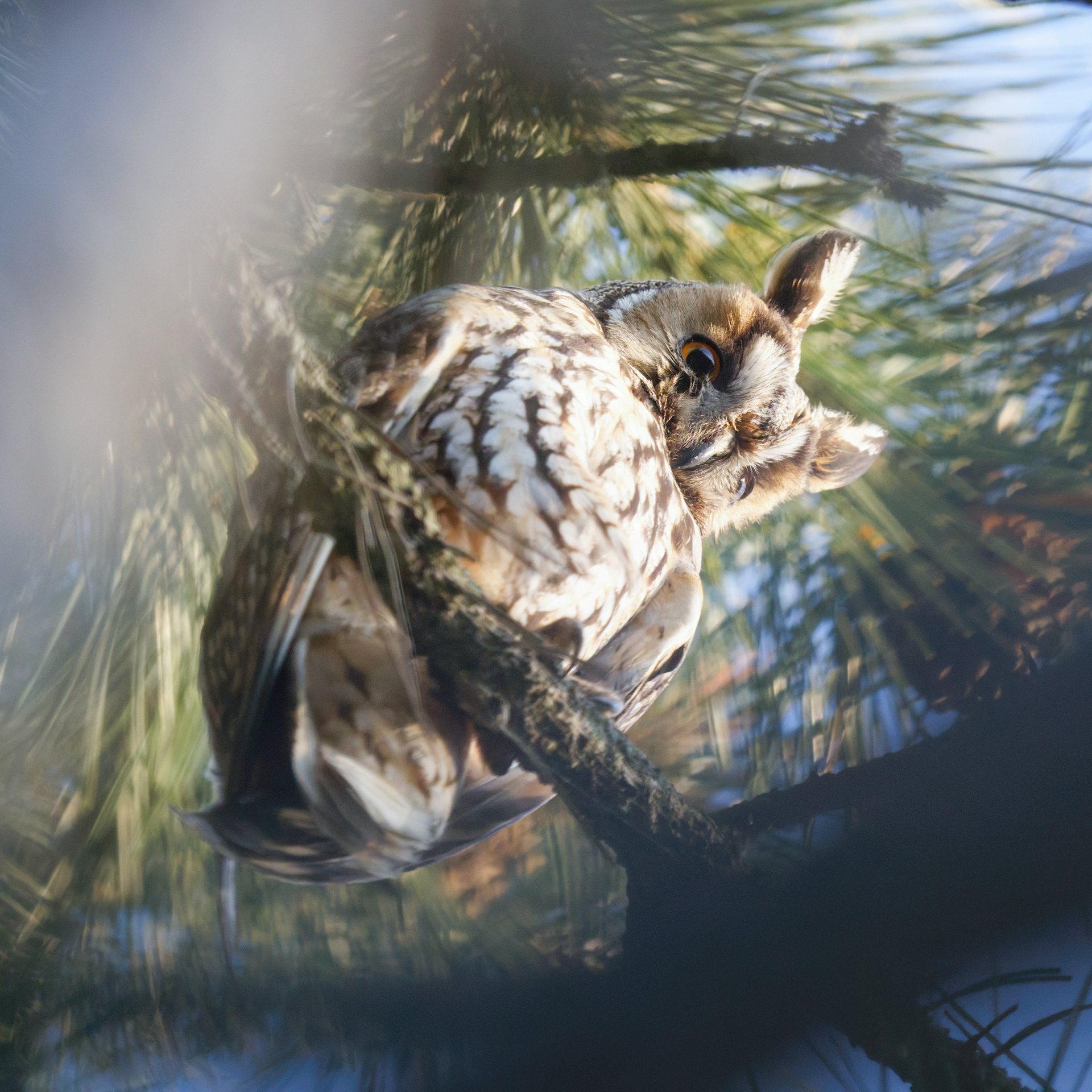 Hibou moyen-duc (femelle)