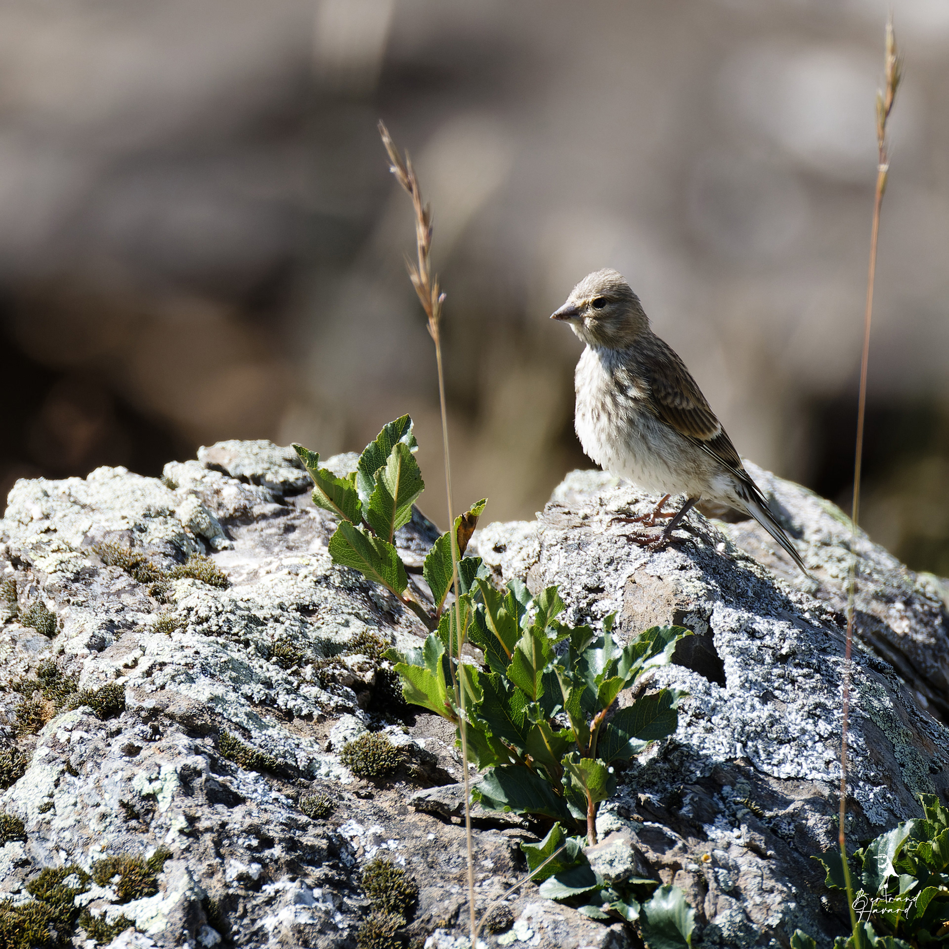 linotte mélodieuse femelle