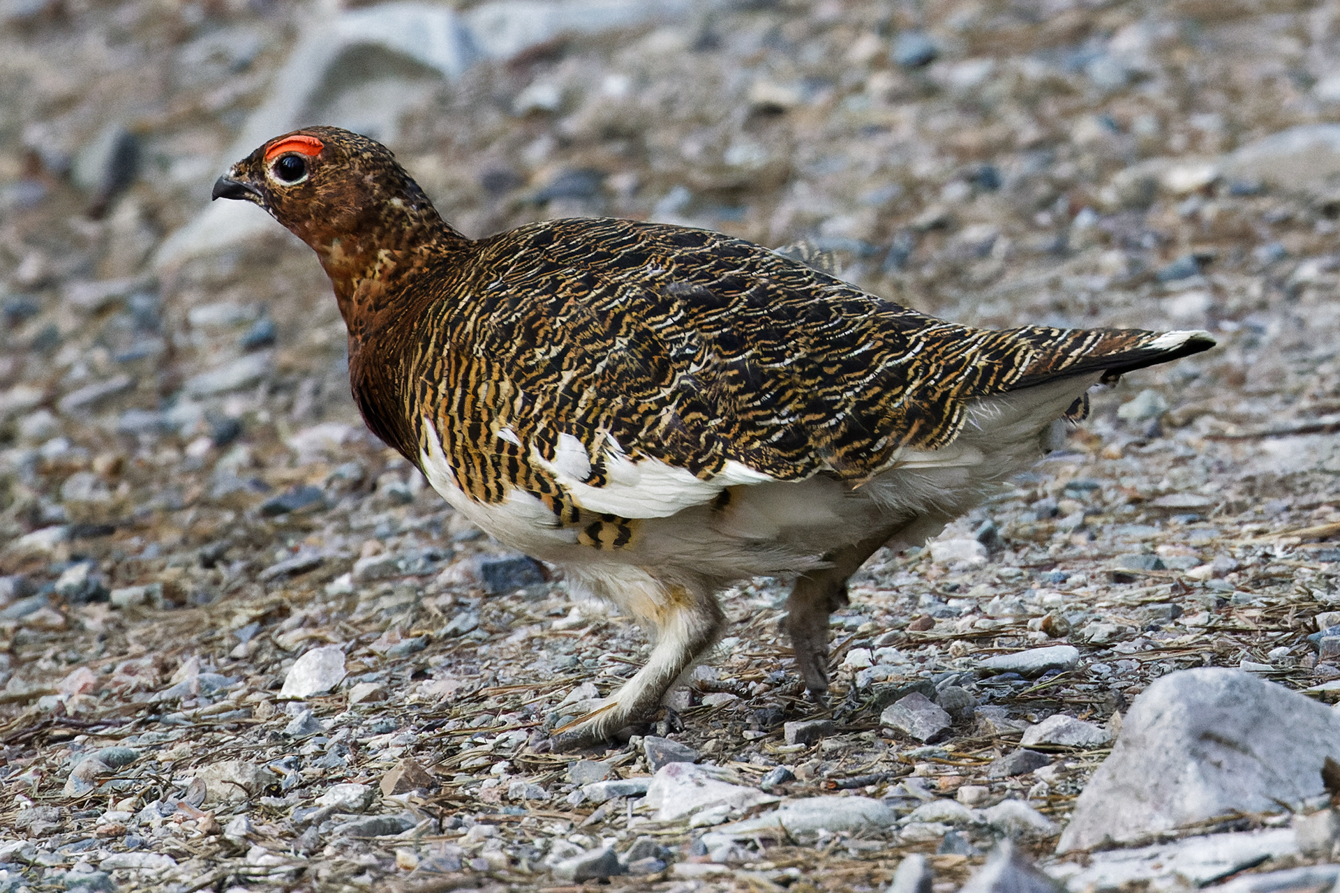 Lagopède des saules