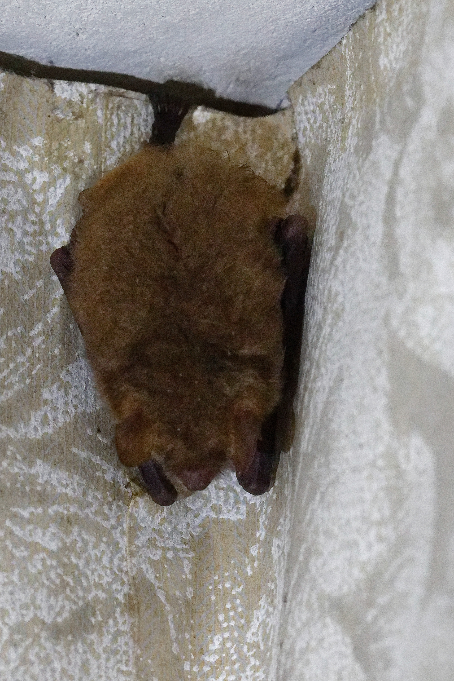 Murin à oreilles échachancrées