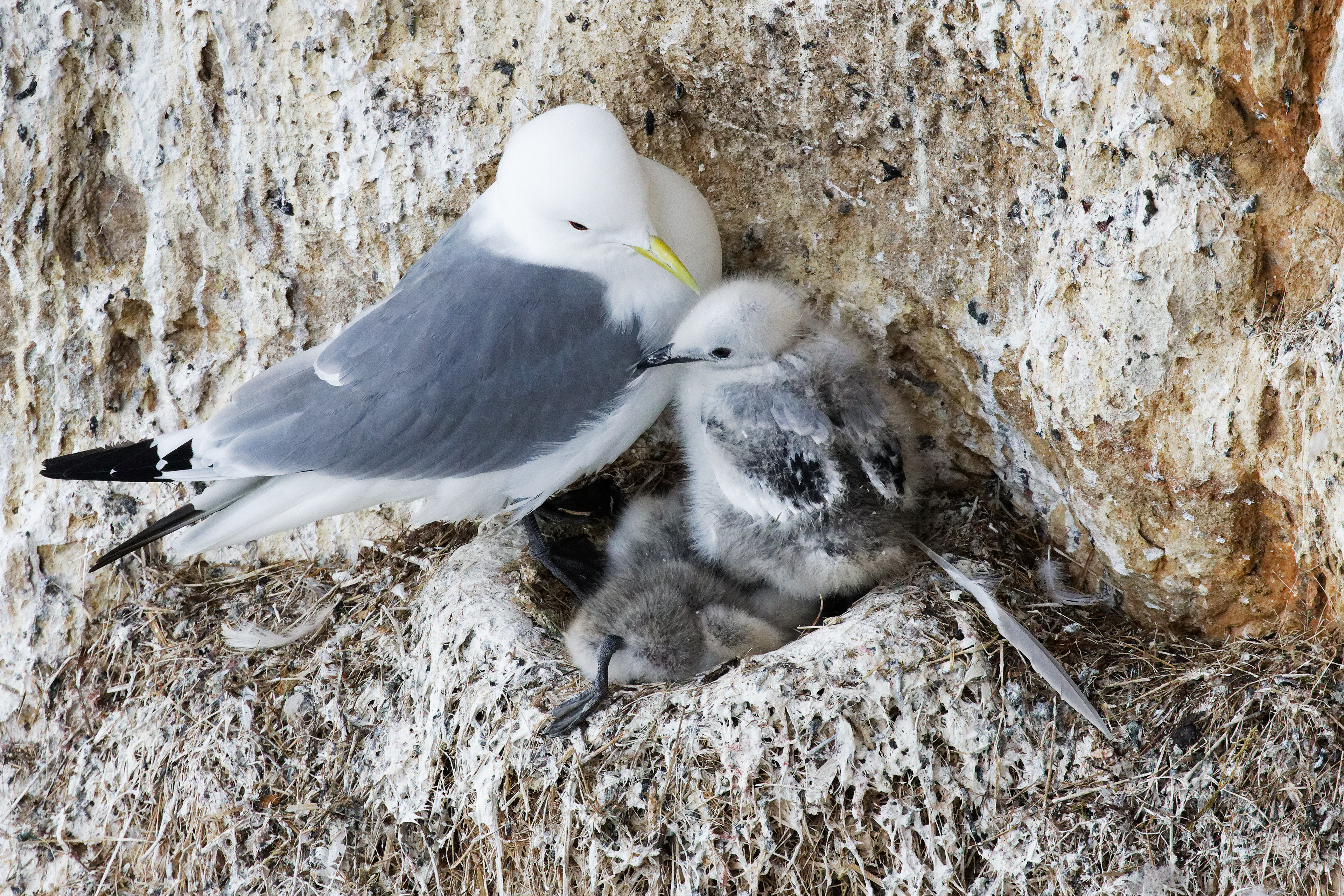 Mouette tridactyle