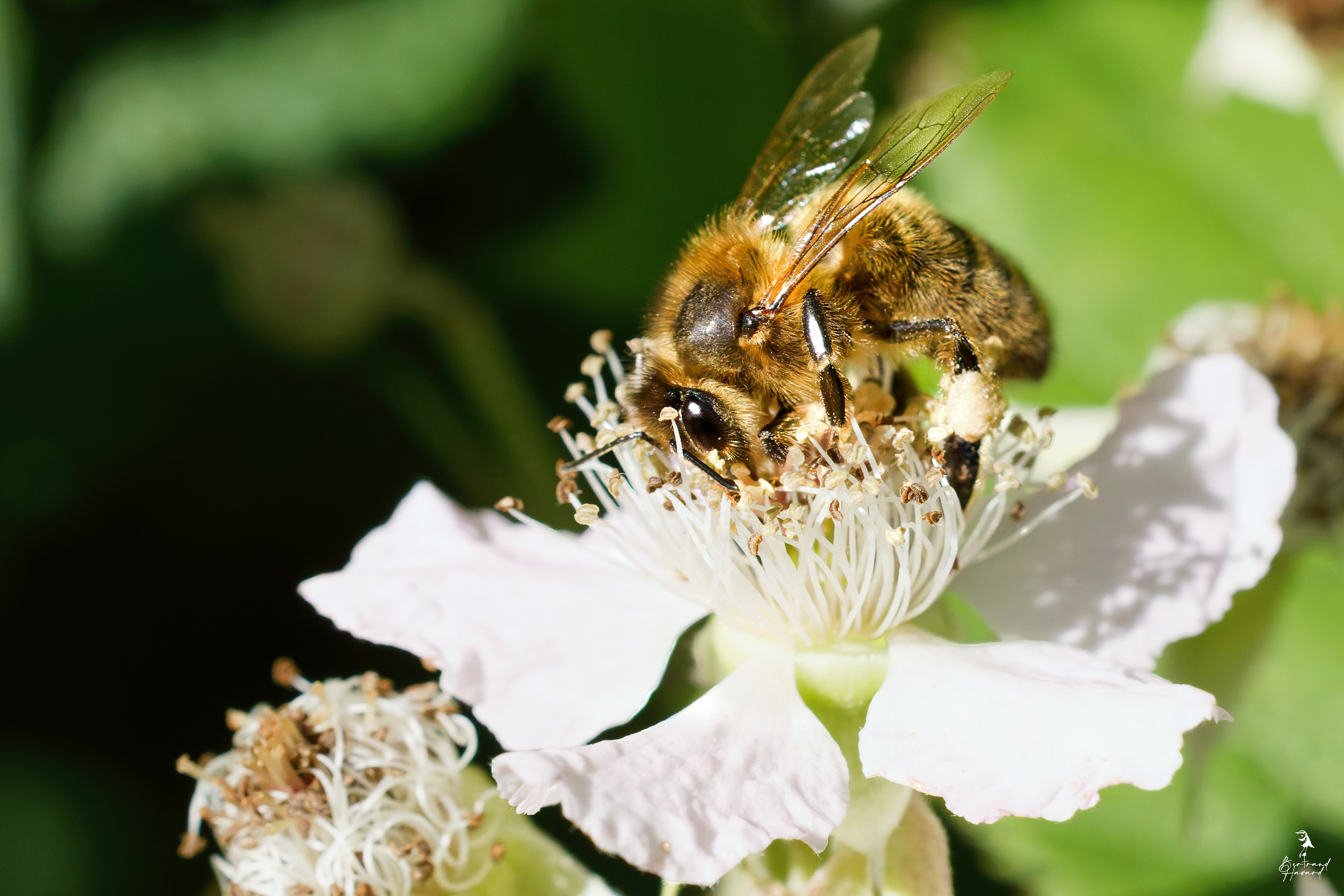 Abeille domestique