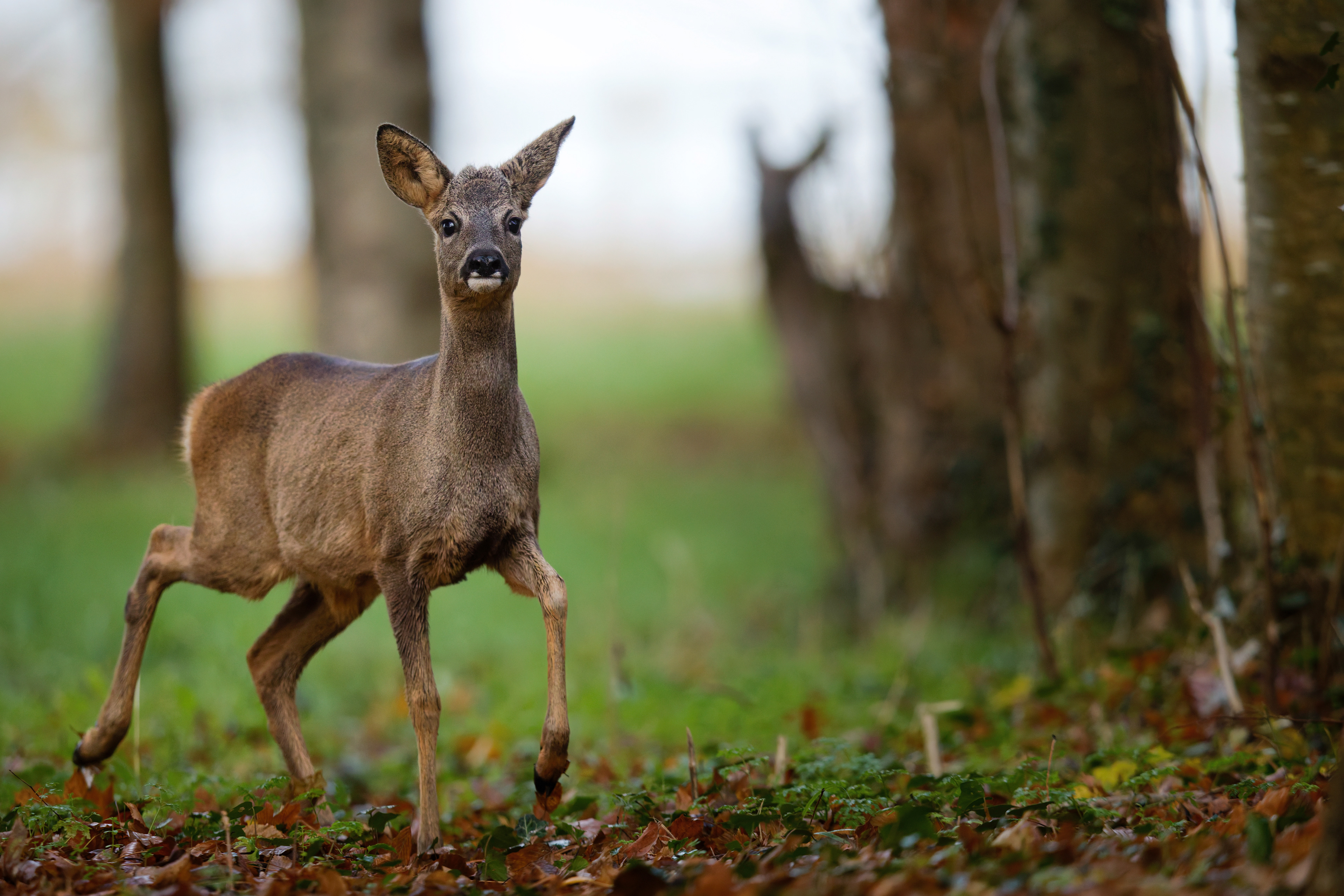 Jeune brocard (Chevreuil d'Europe mâle)