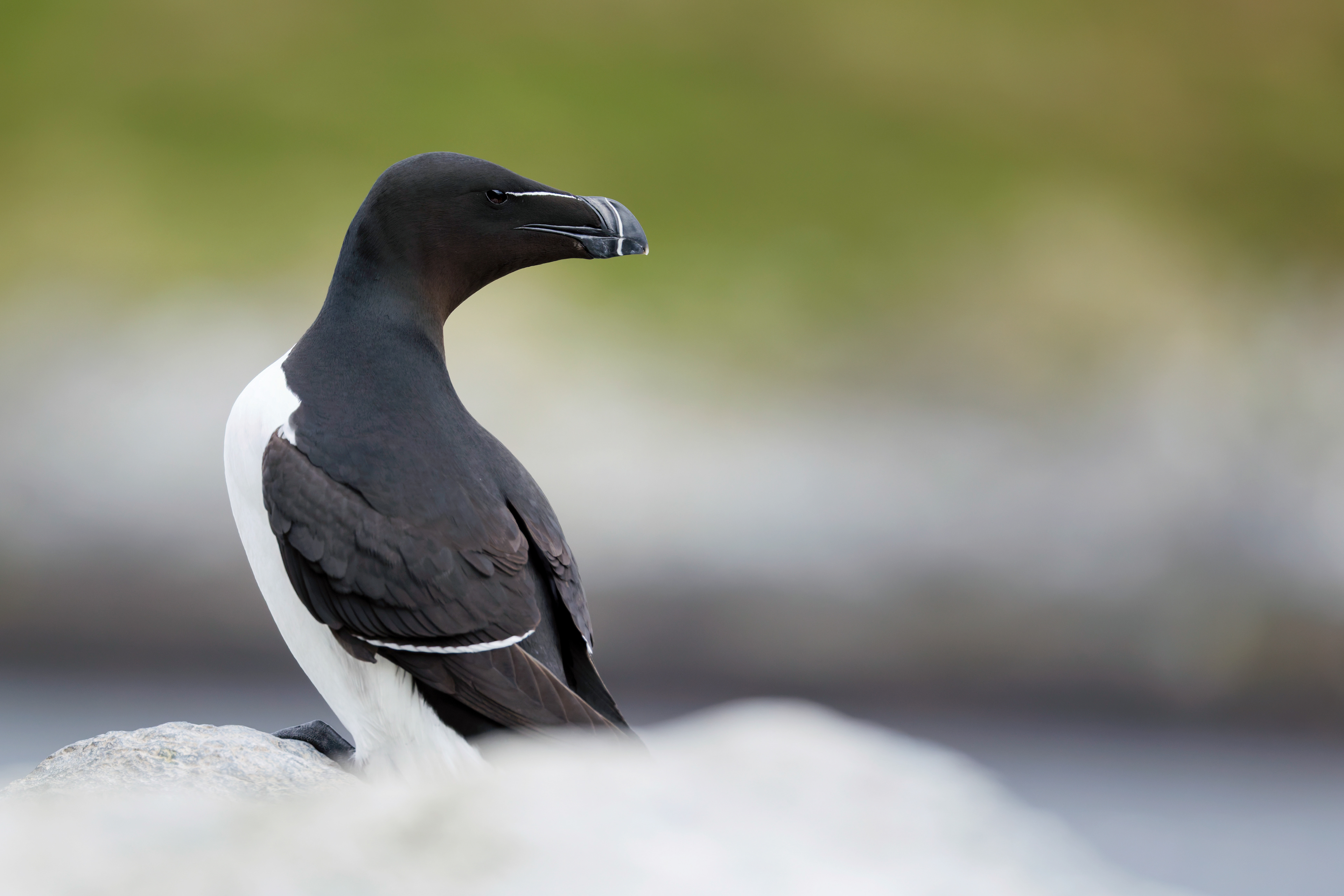 Pingouin torda