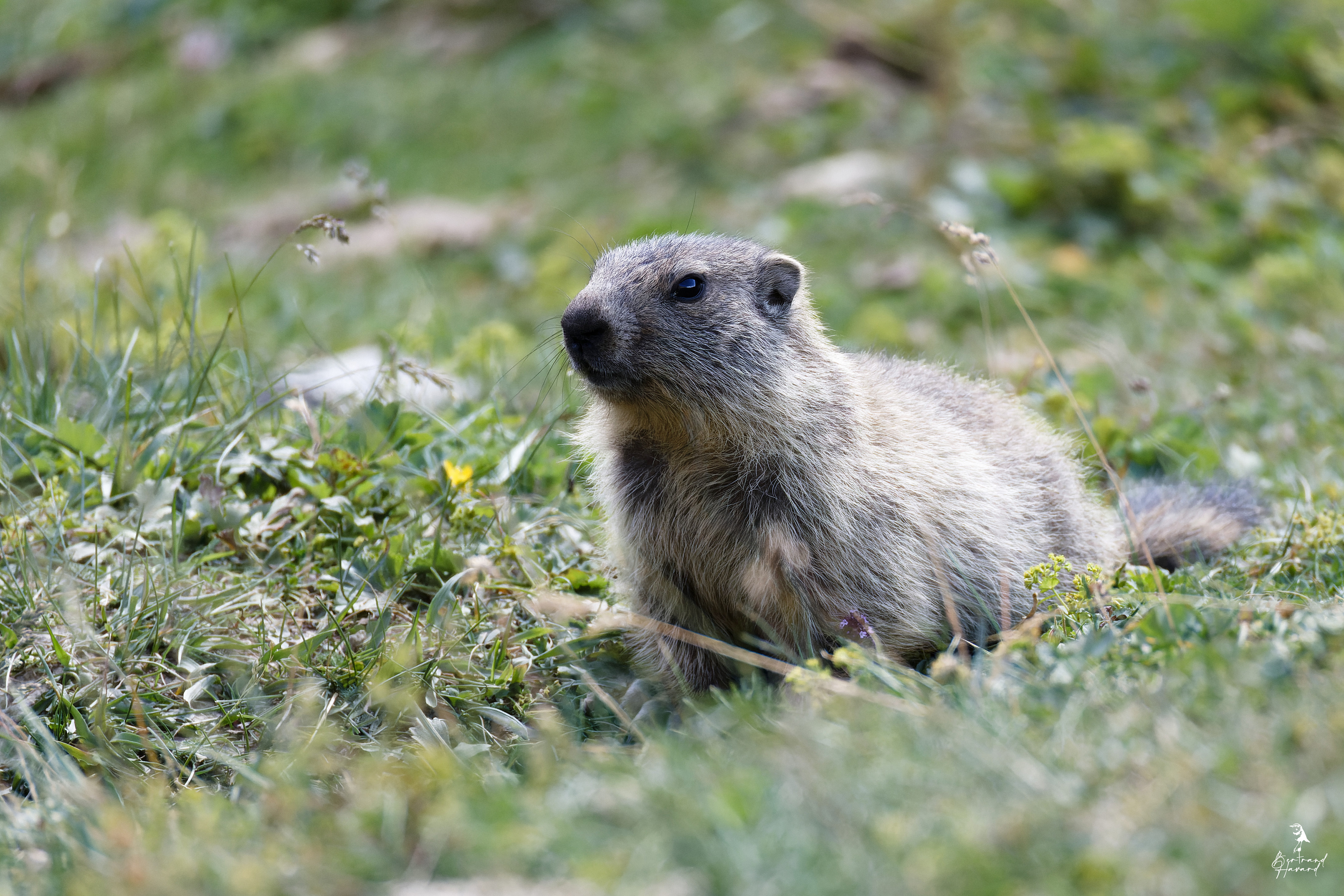 Marmotton