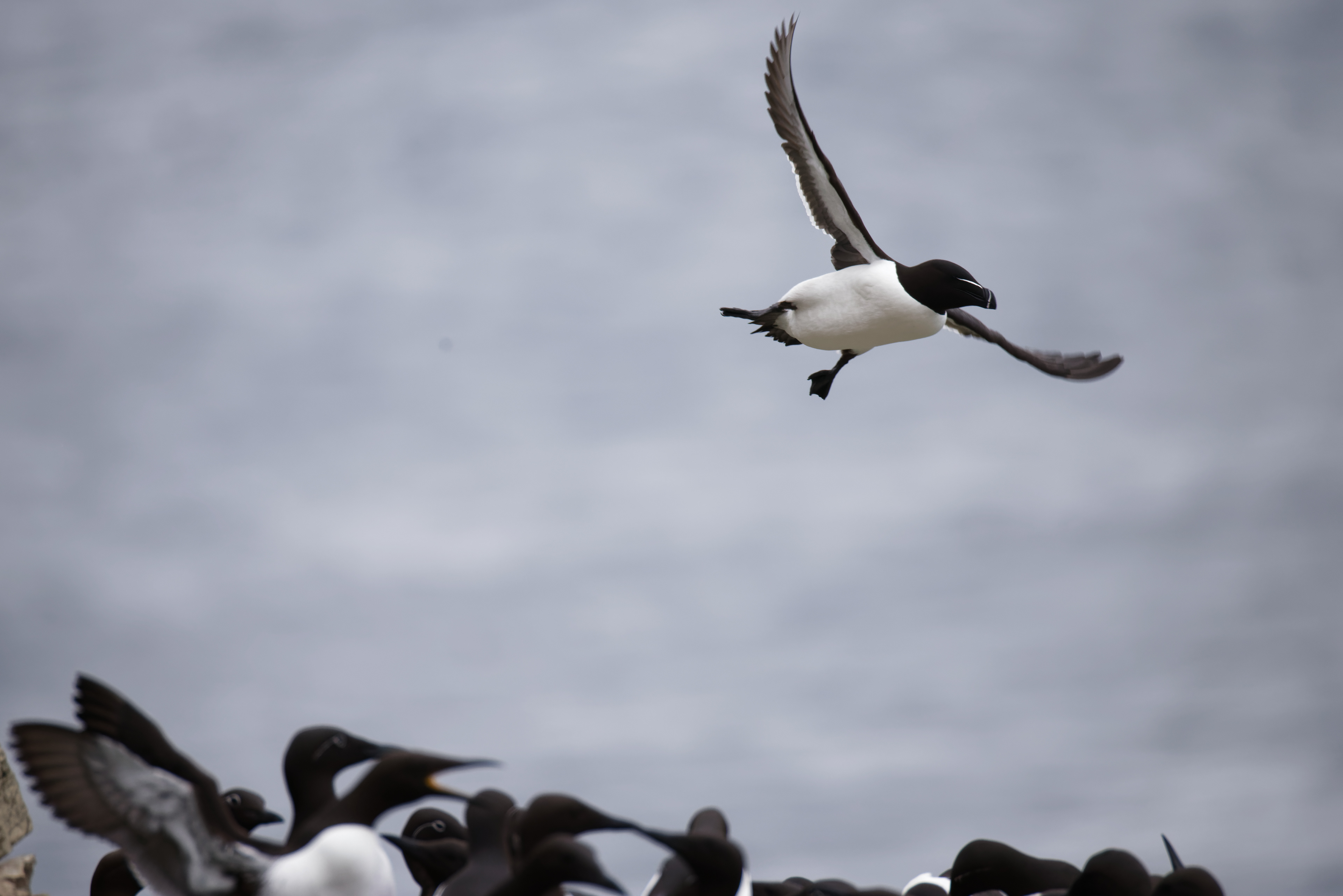 Pingouin torda