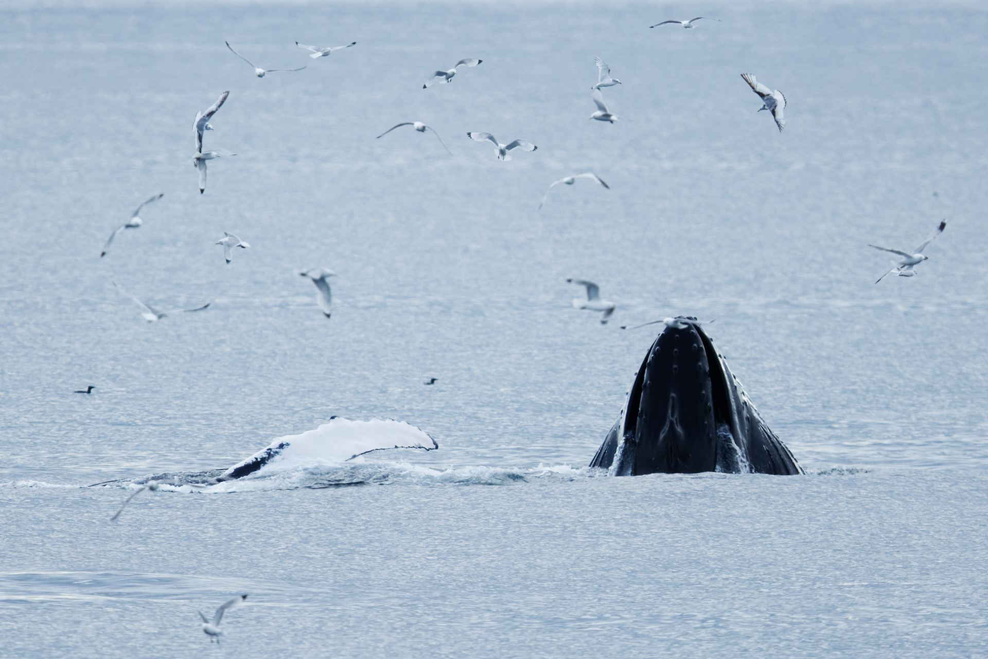 Baleine à bosses