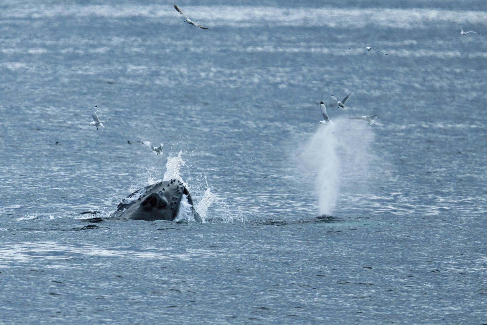 Baleine à bosses