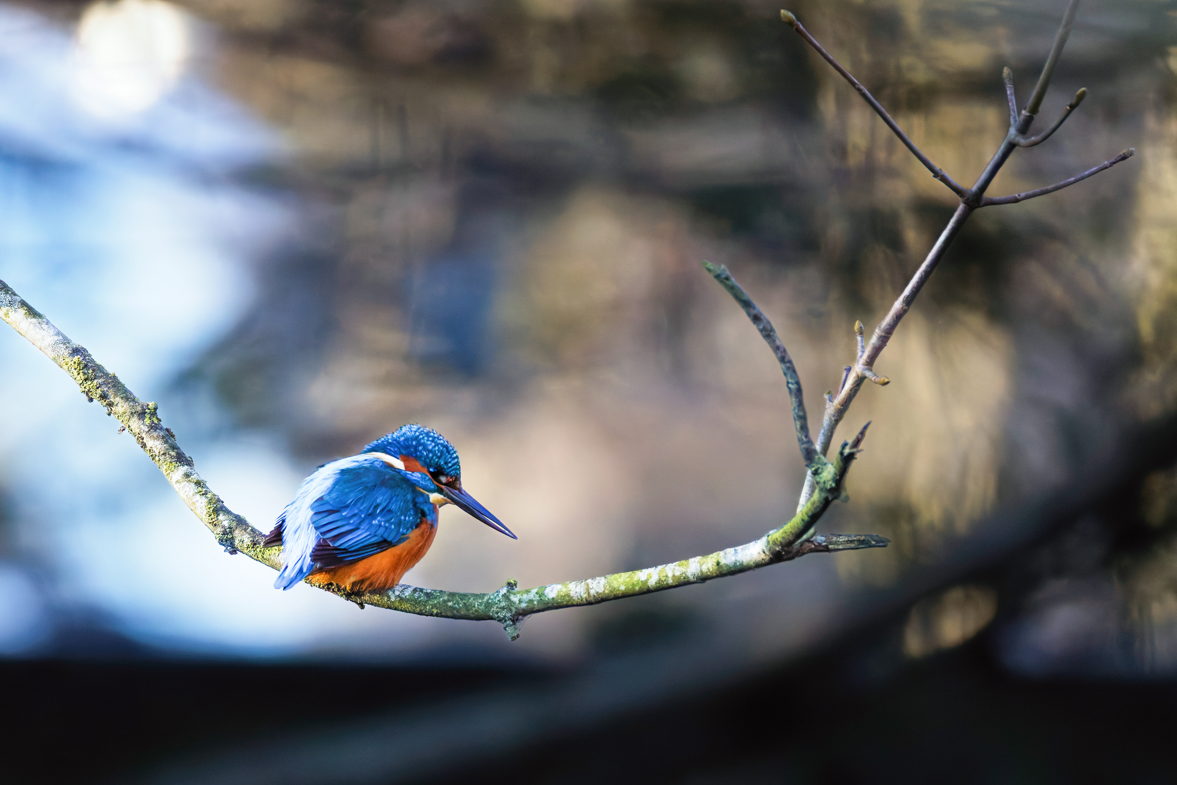 Martin pêcheur d'Europe