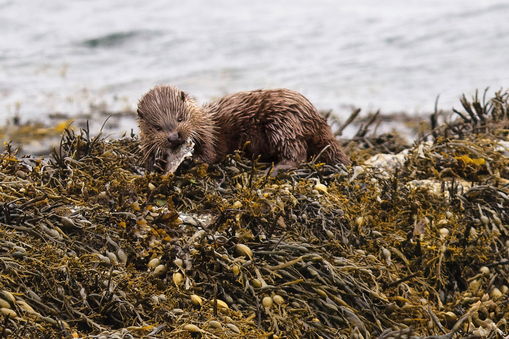 Loutre d'Europe