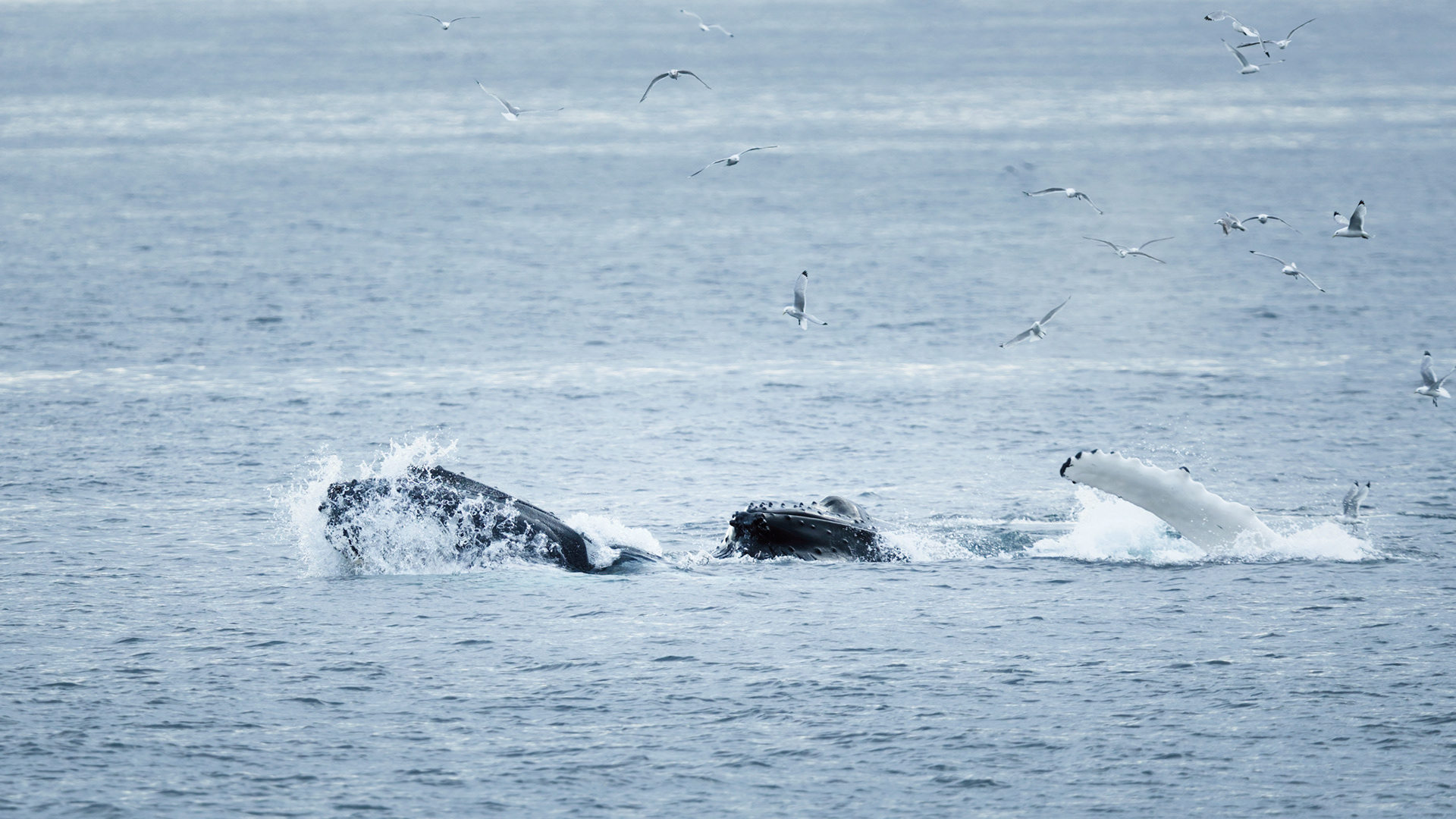 Baleine à bosses