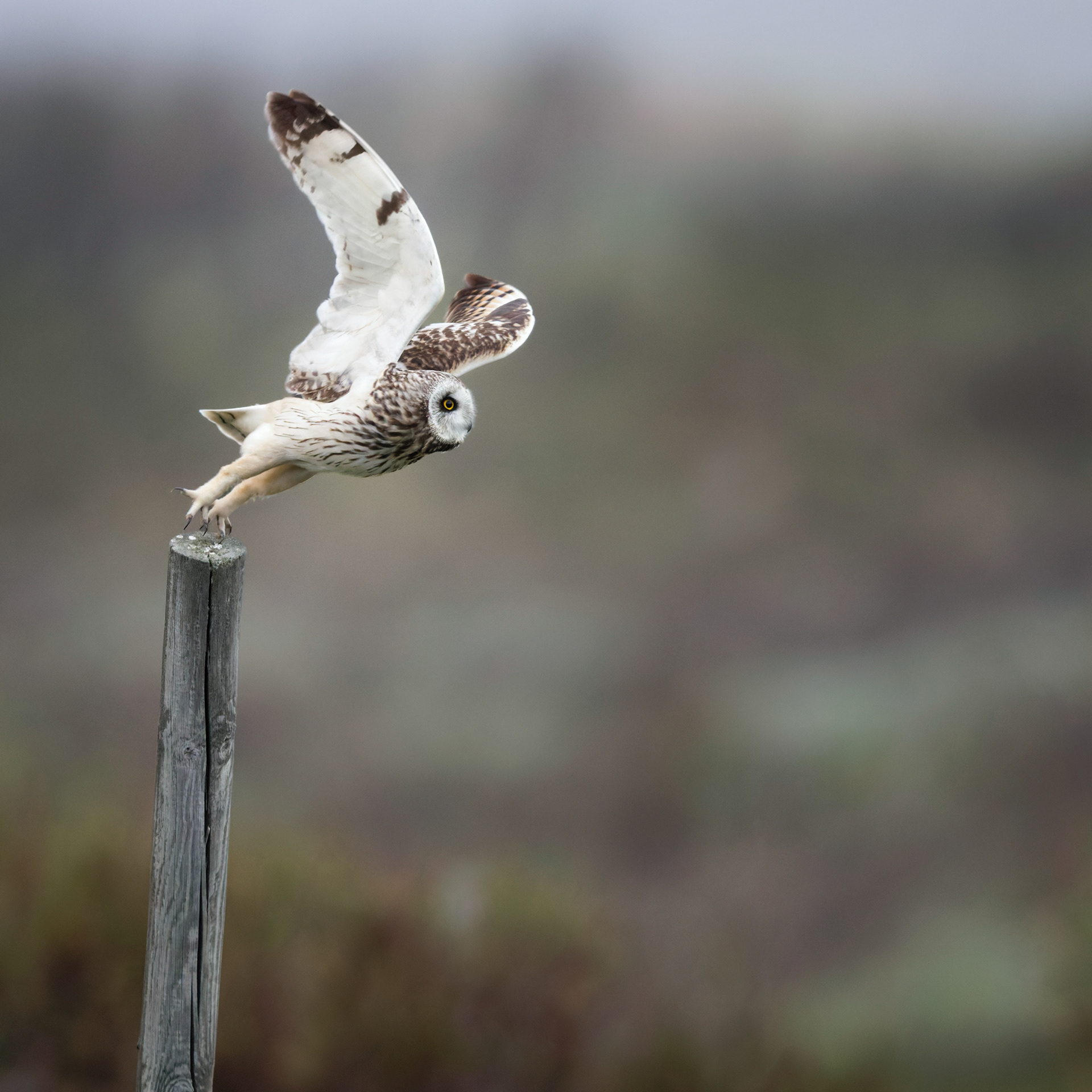 Hibou des marais