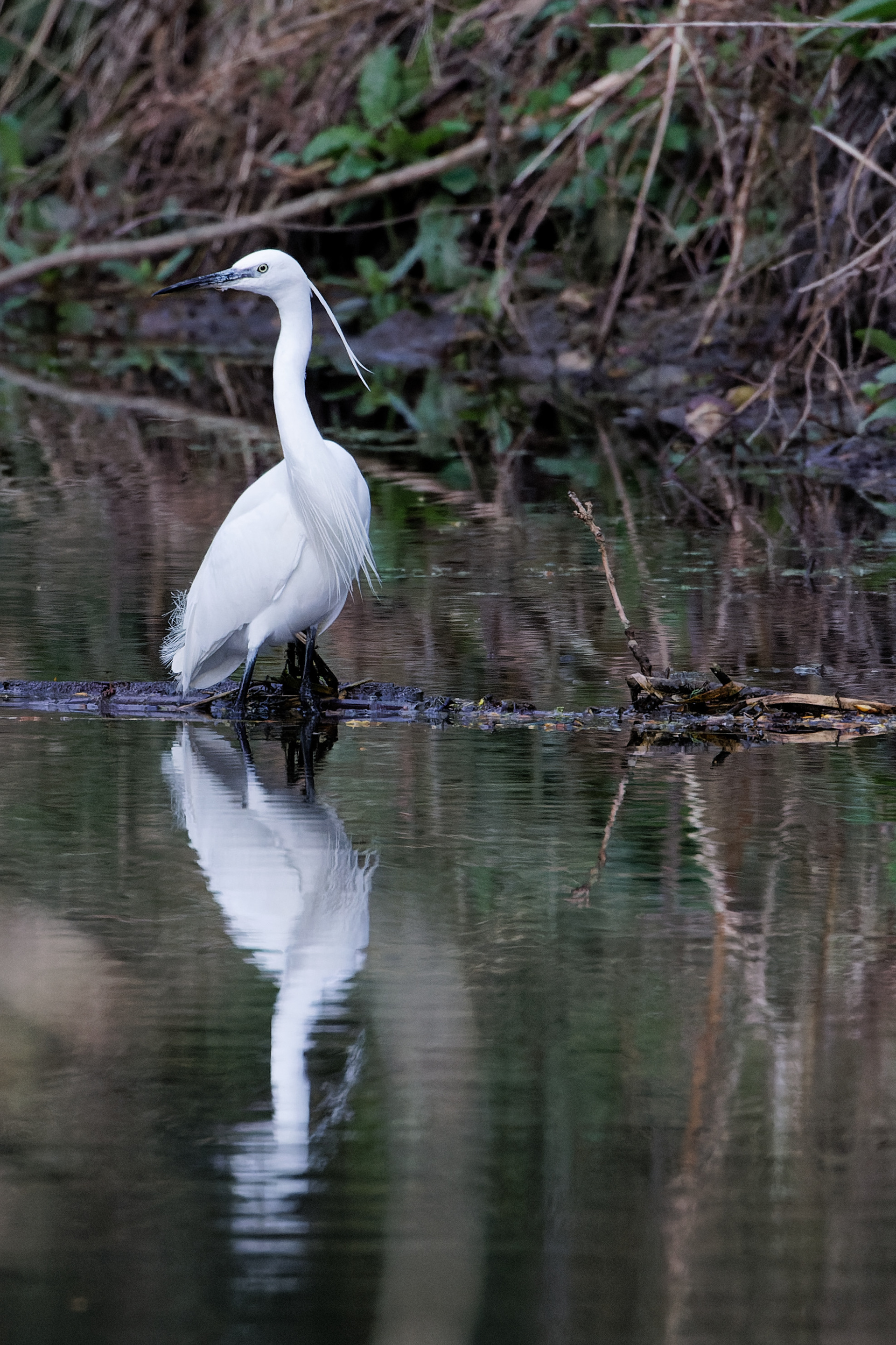 Aigrette garzette