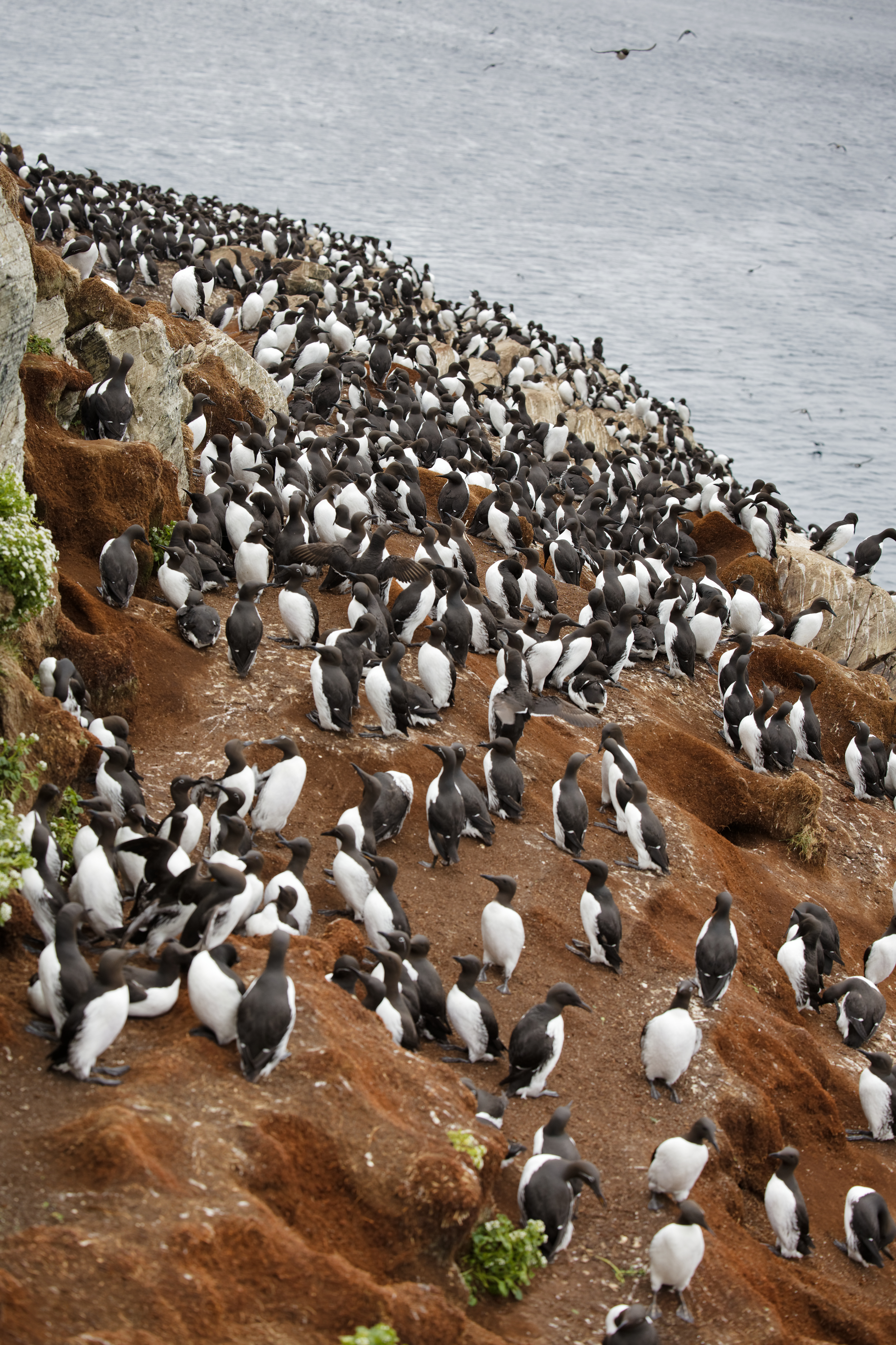 Colonie de Guillemots de Troil
