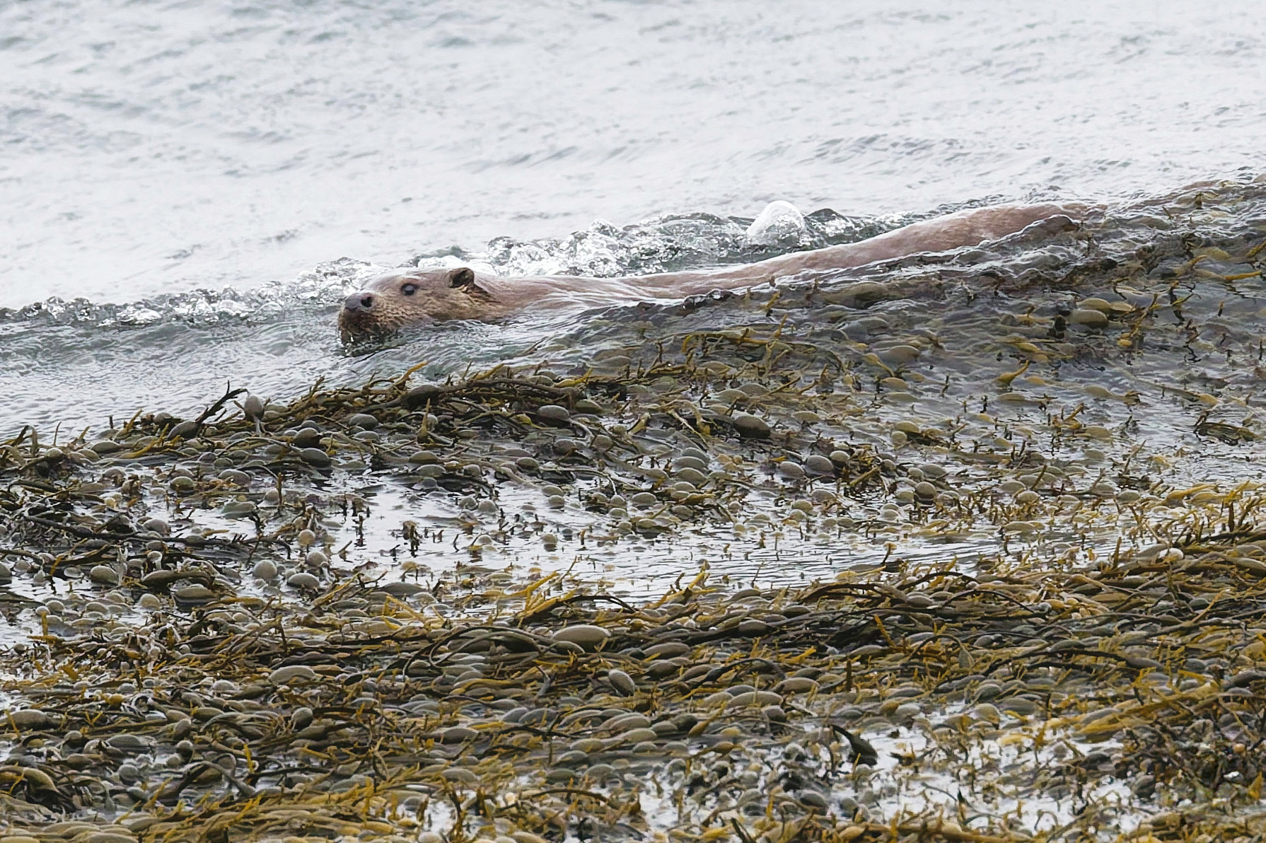 Loutre d'Europe