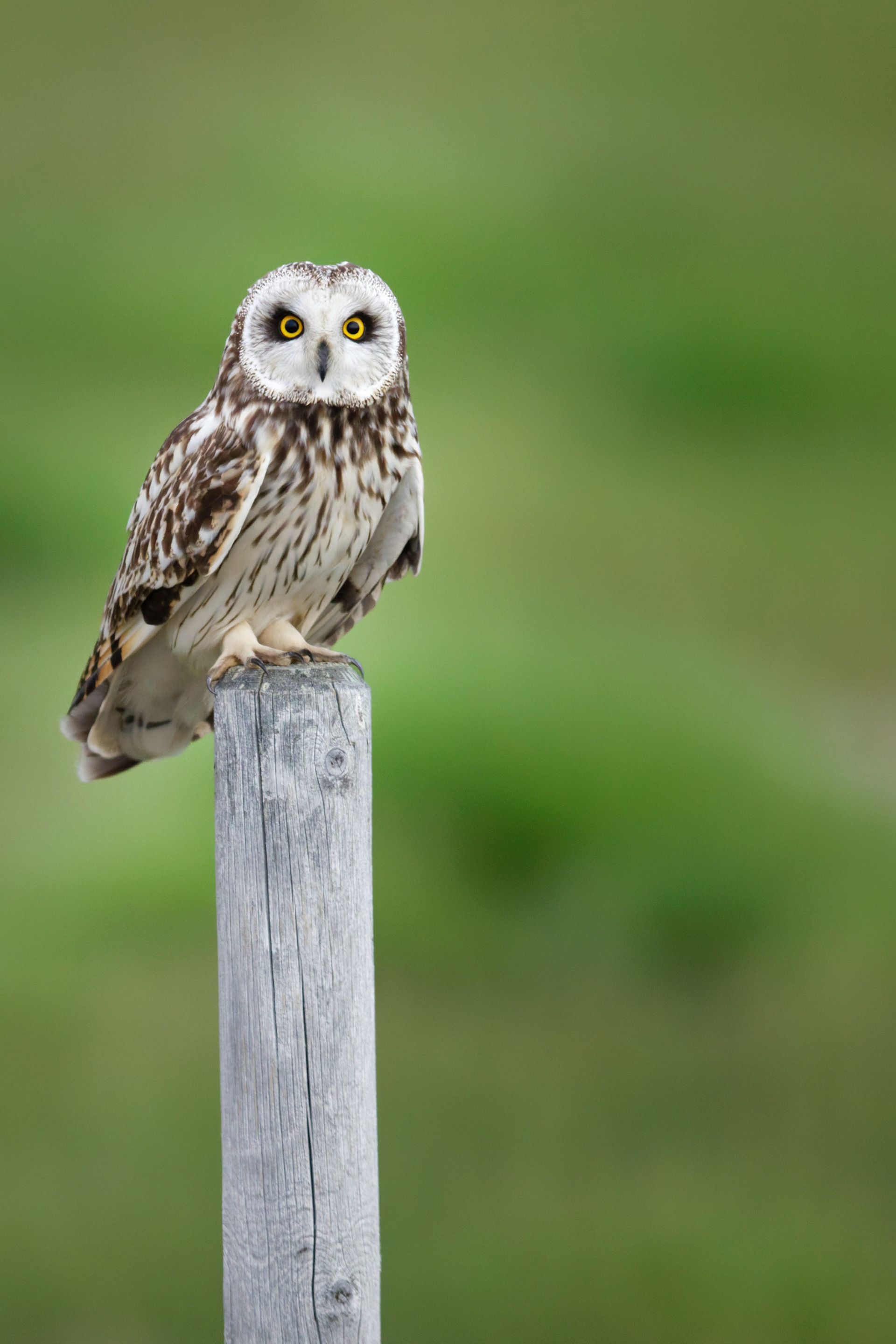 Hibou des marais