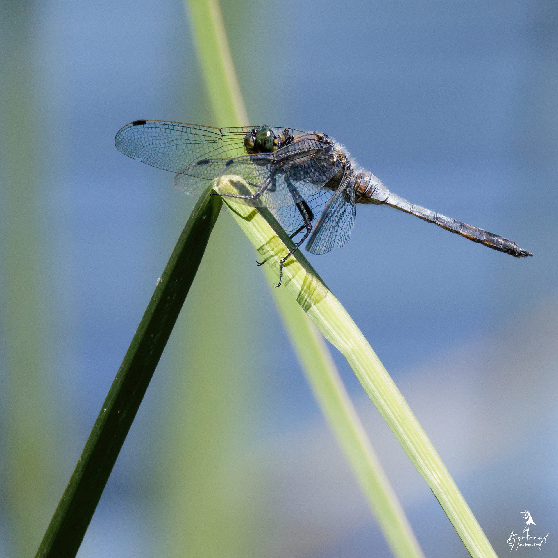 libellule (Orthétrum réticulé ?)