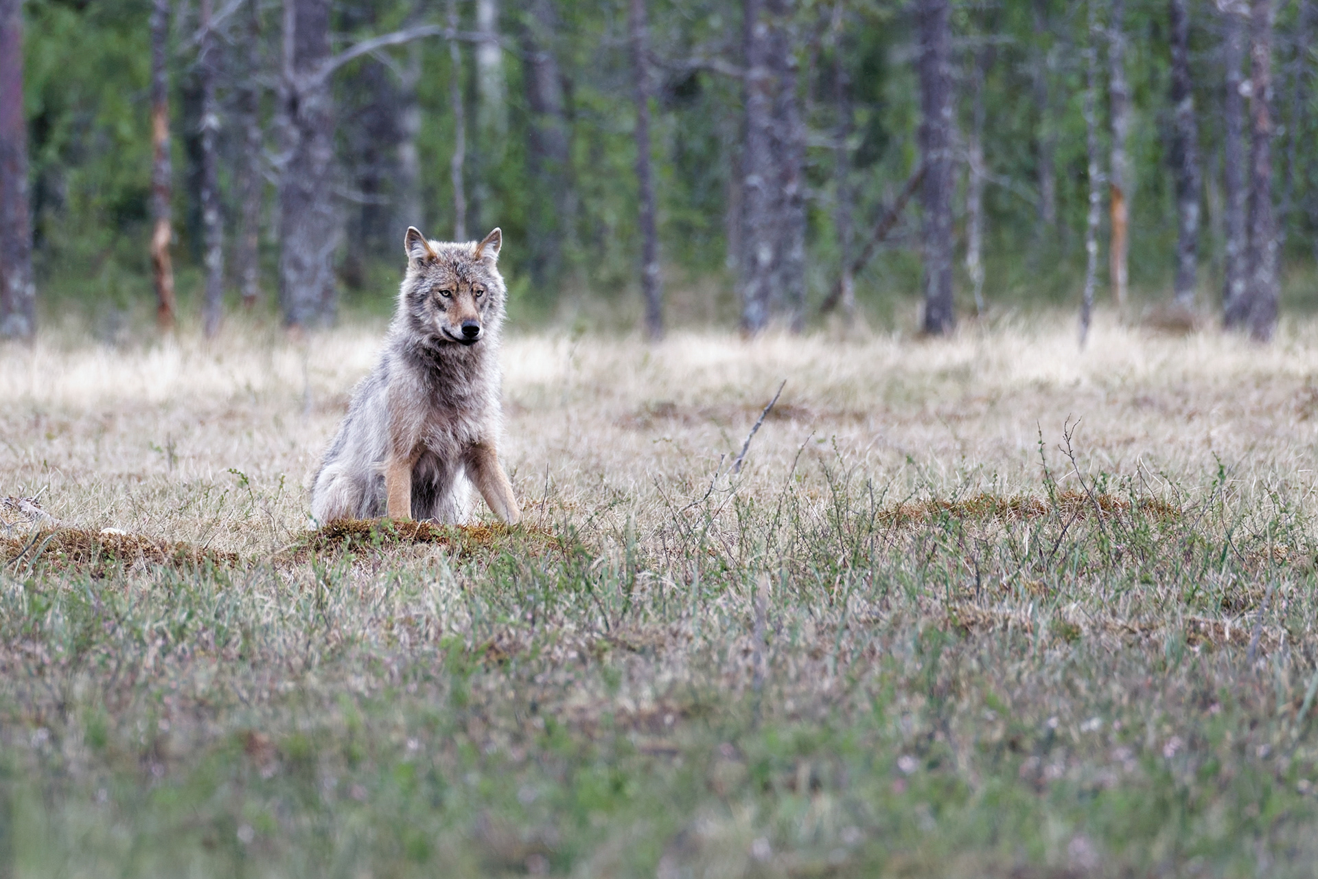 Loup gris