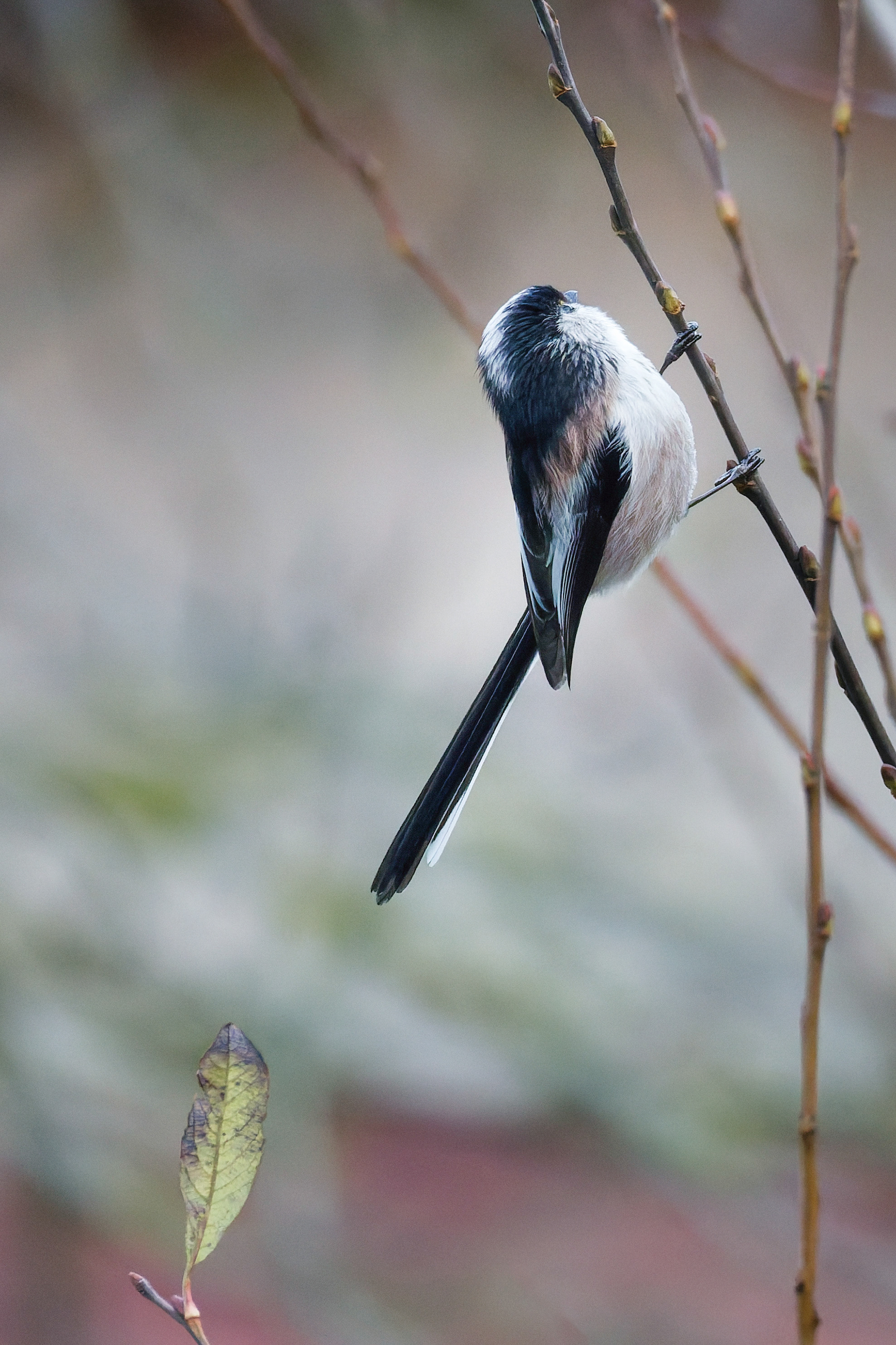 Orite à longue queue