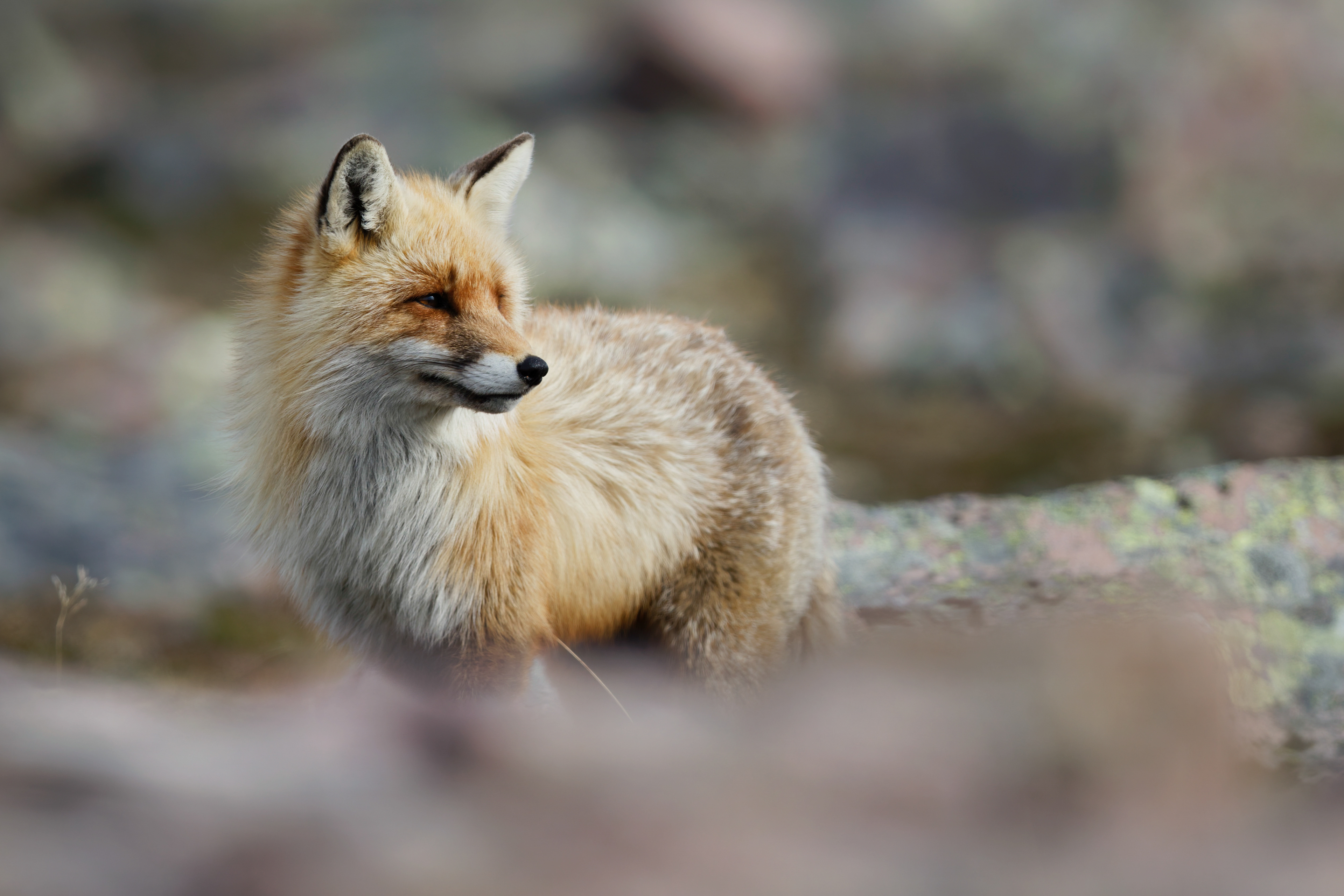 Renard roux