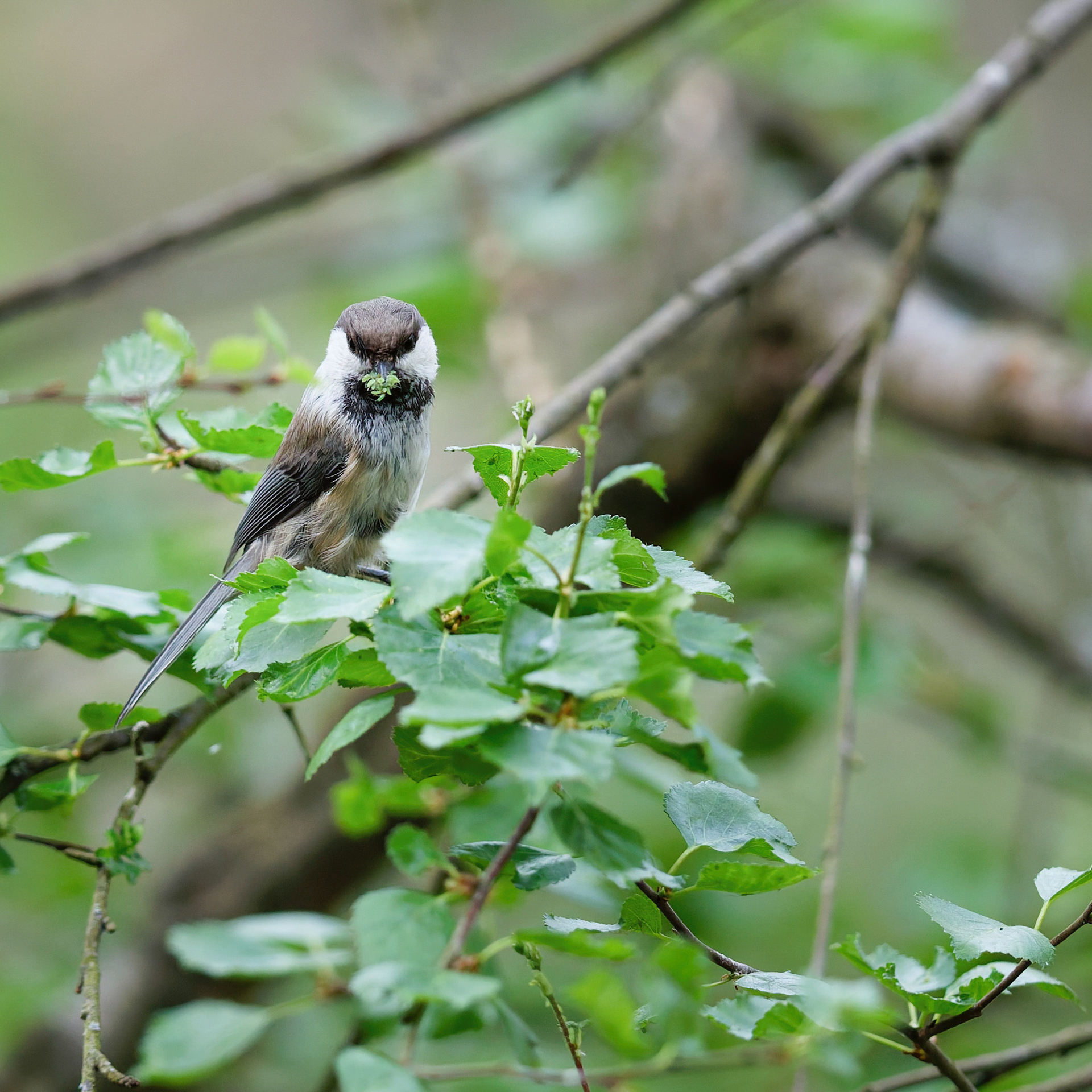 Mésange lapone
