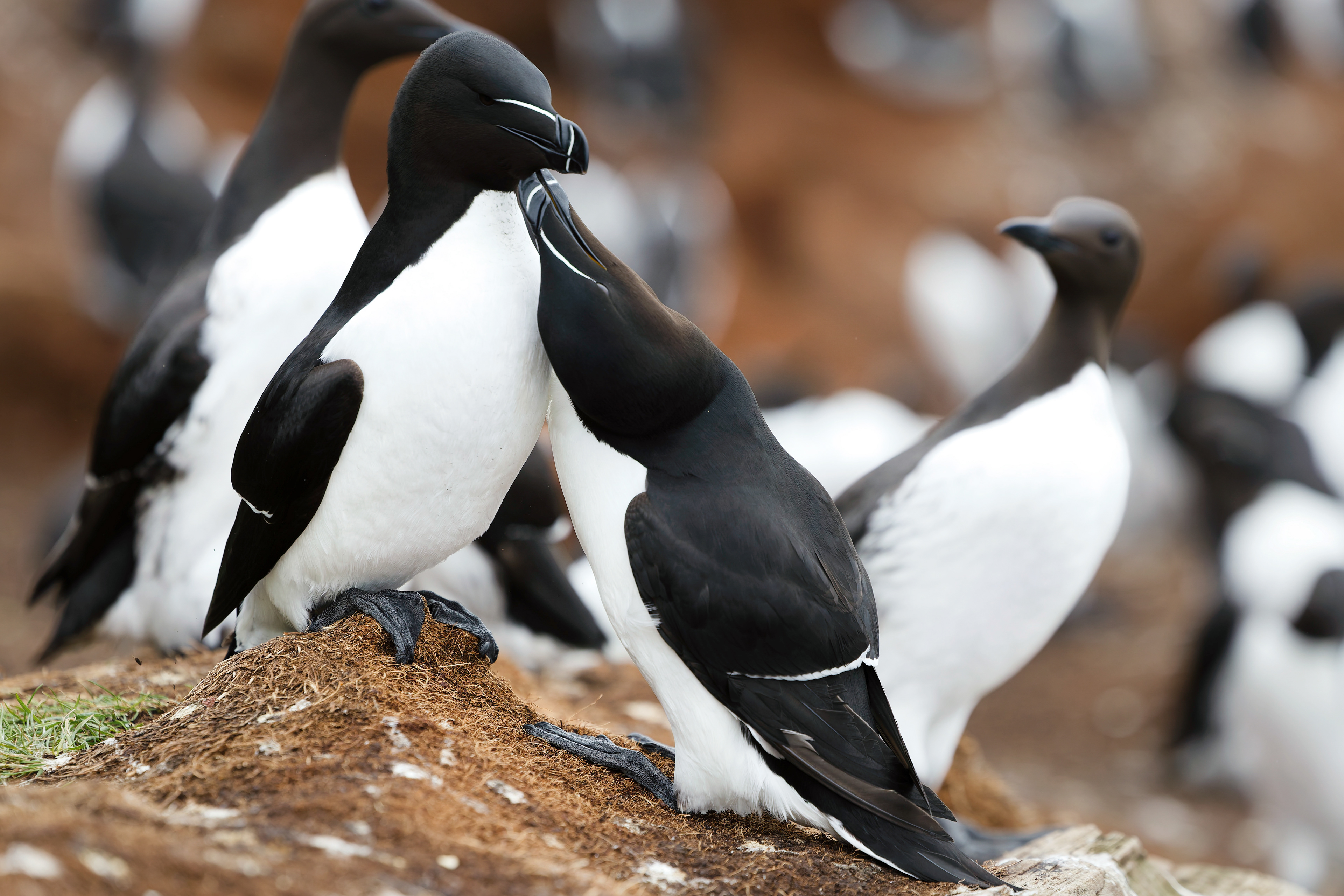 Pingouin torda