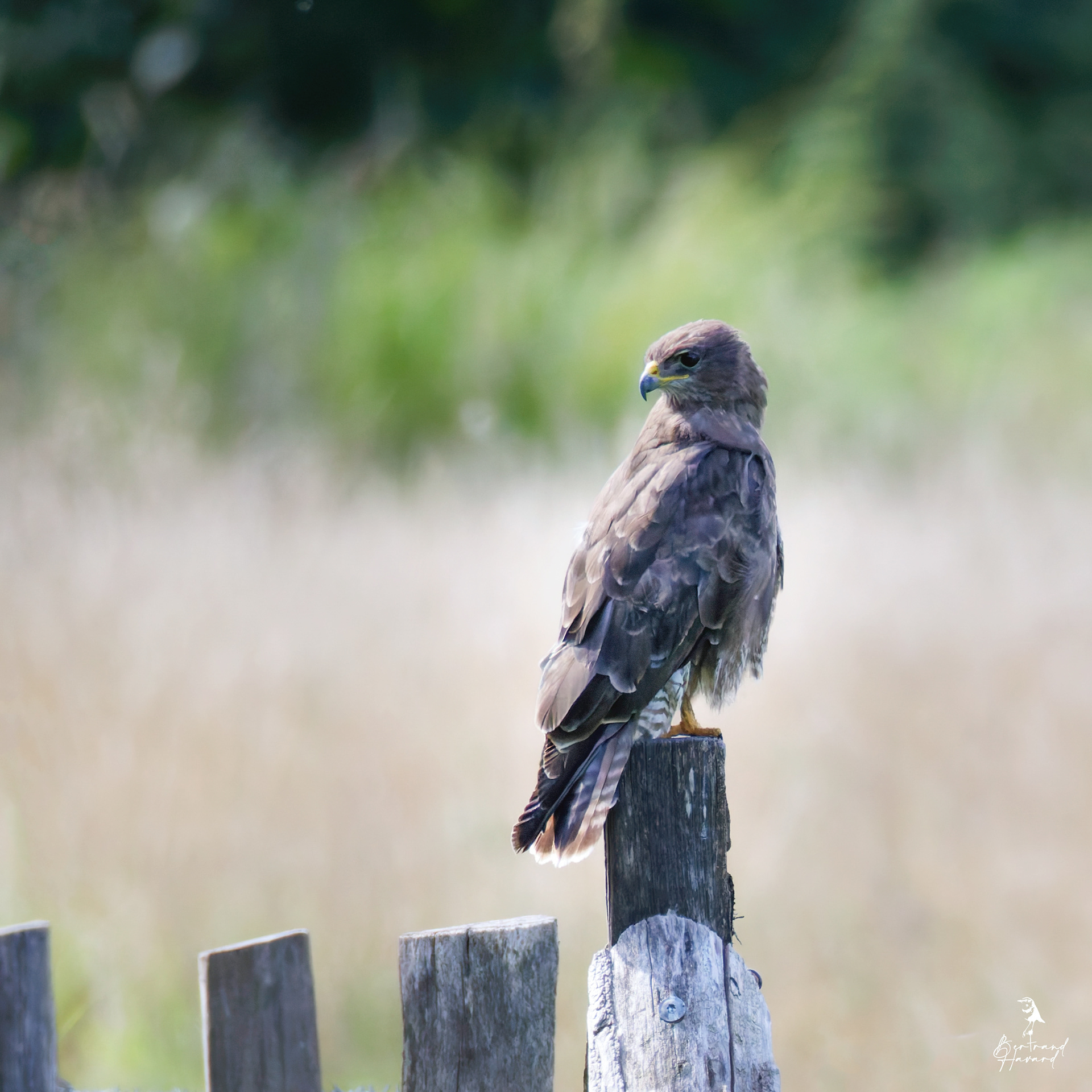 Buse variable