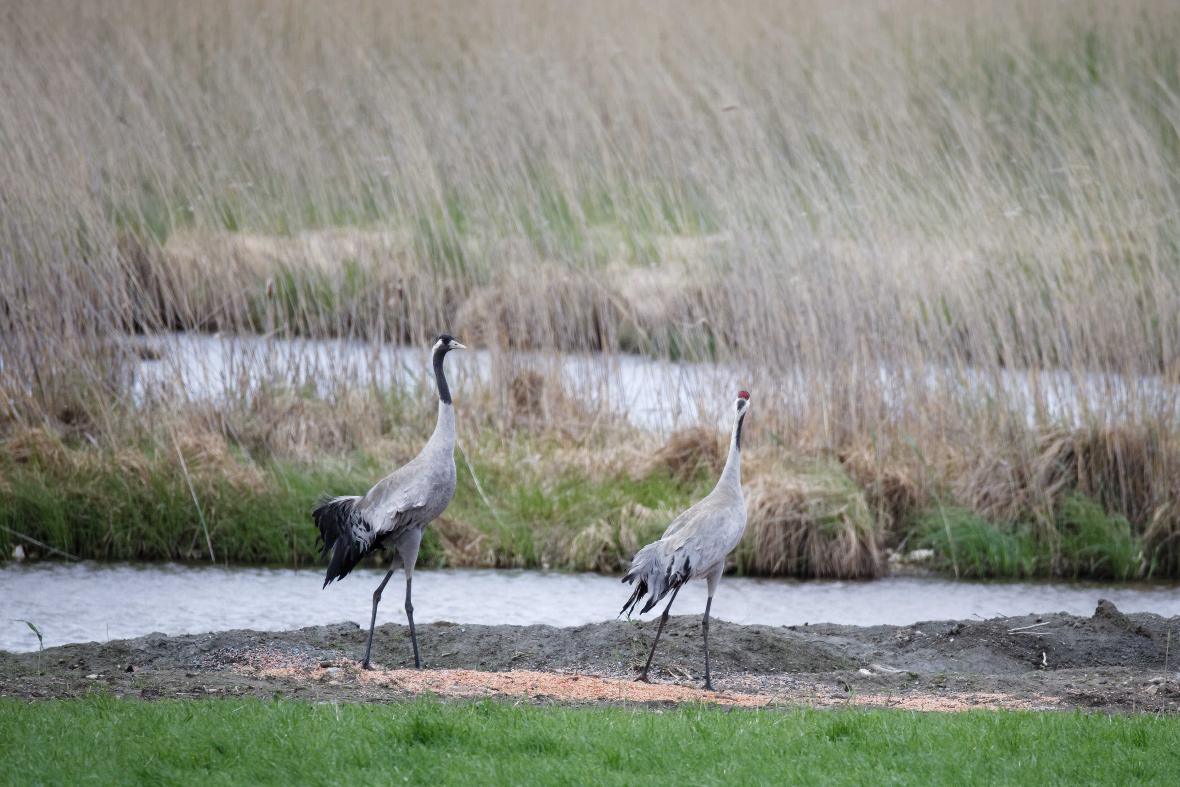 Grues cendrées