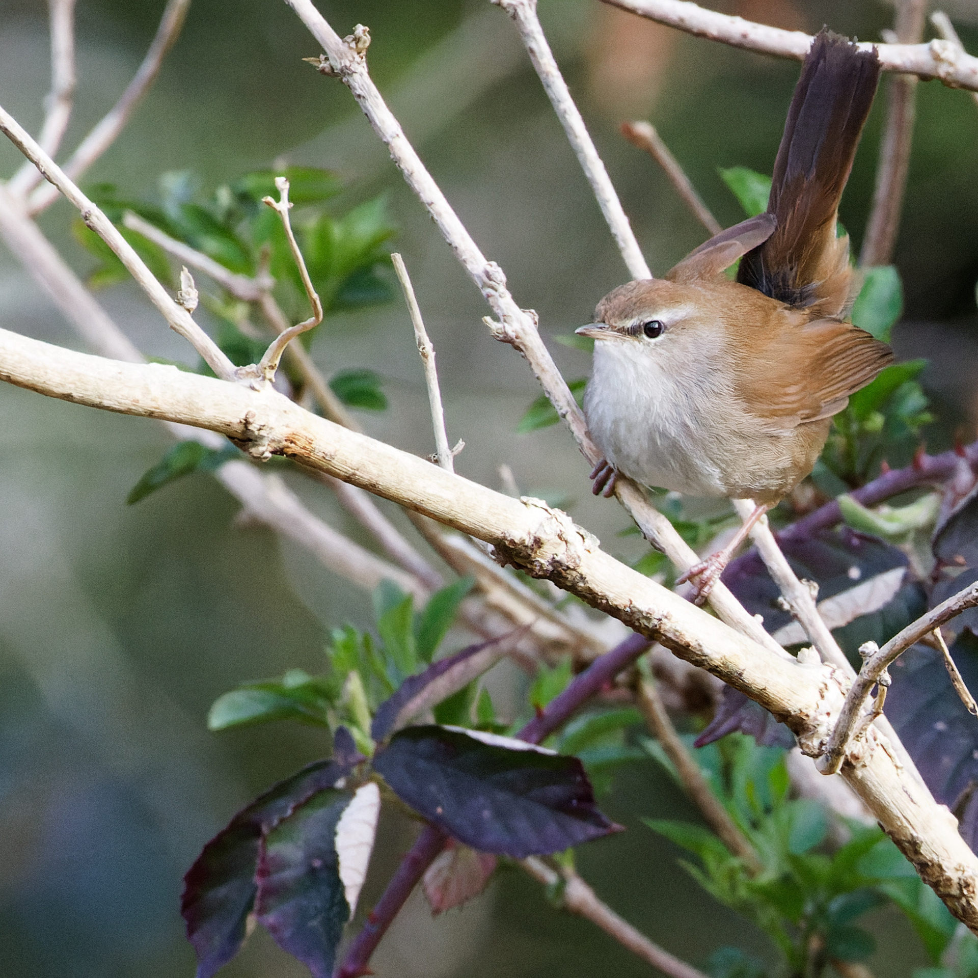 Bouscarle de Cetti