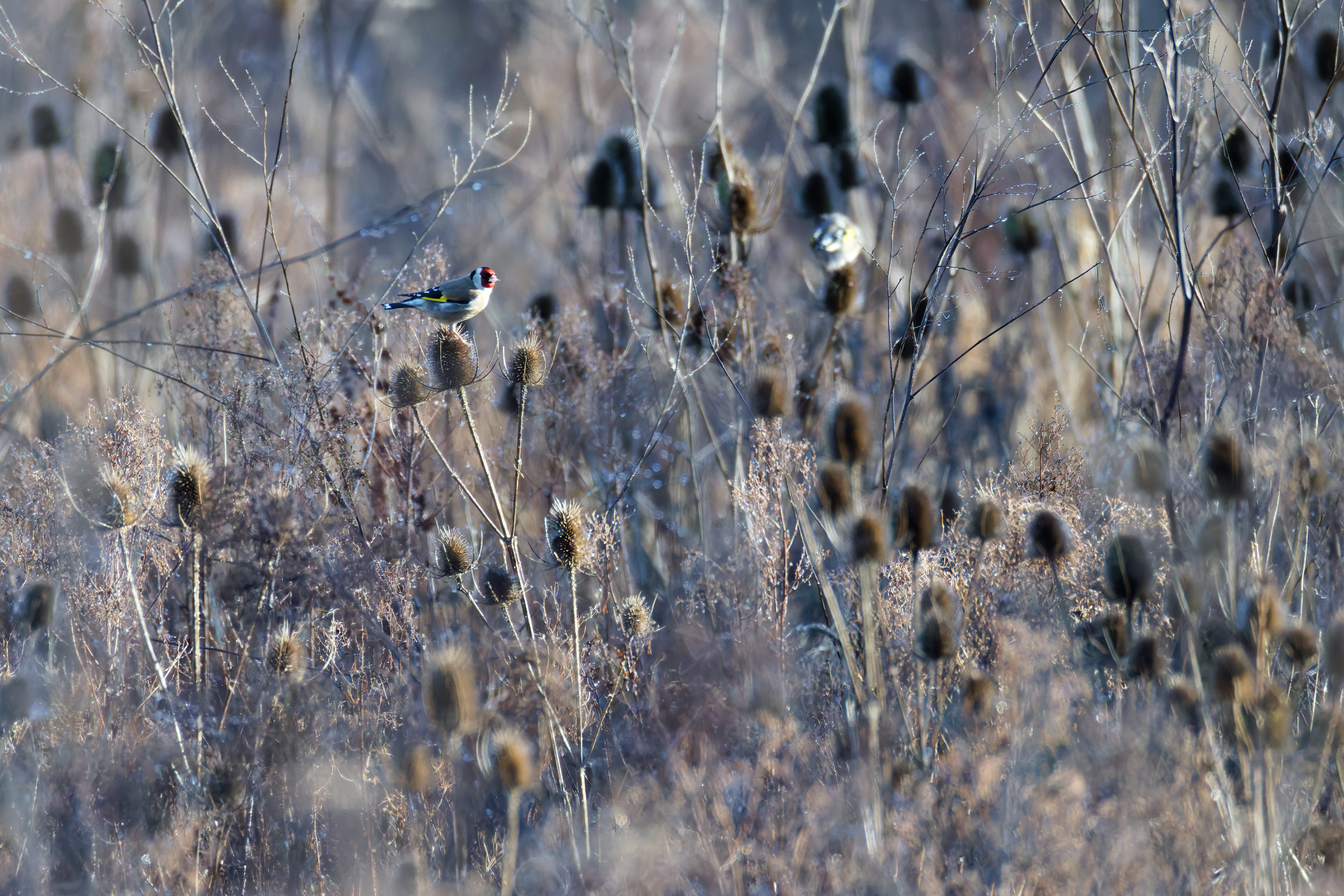 Chardonneret élégant