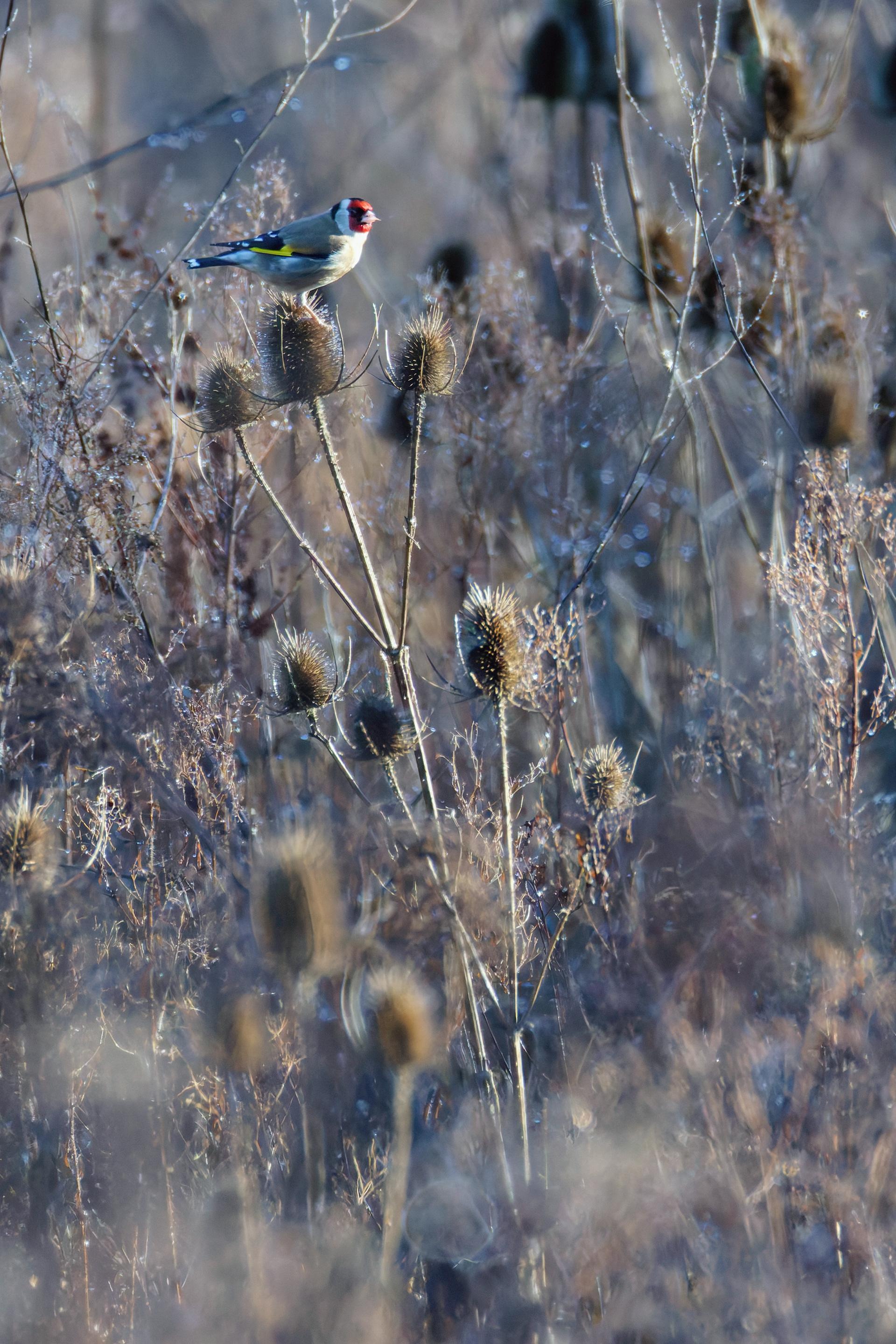 Chardonneret élégant