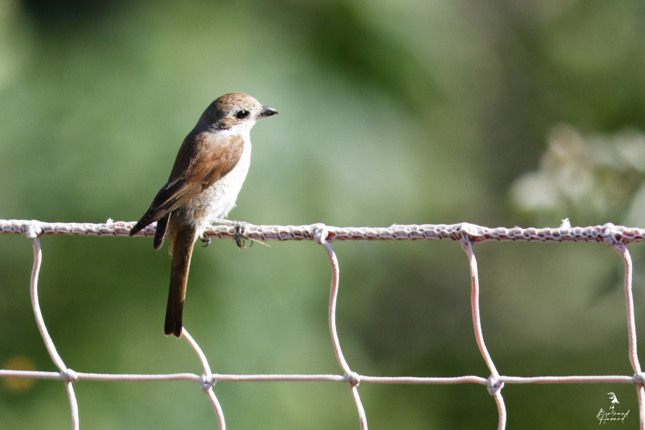 Pie-grièche écorcheur femelle