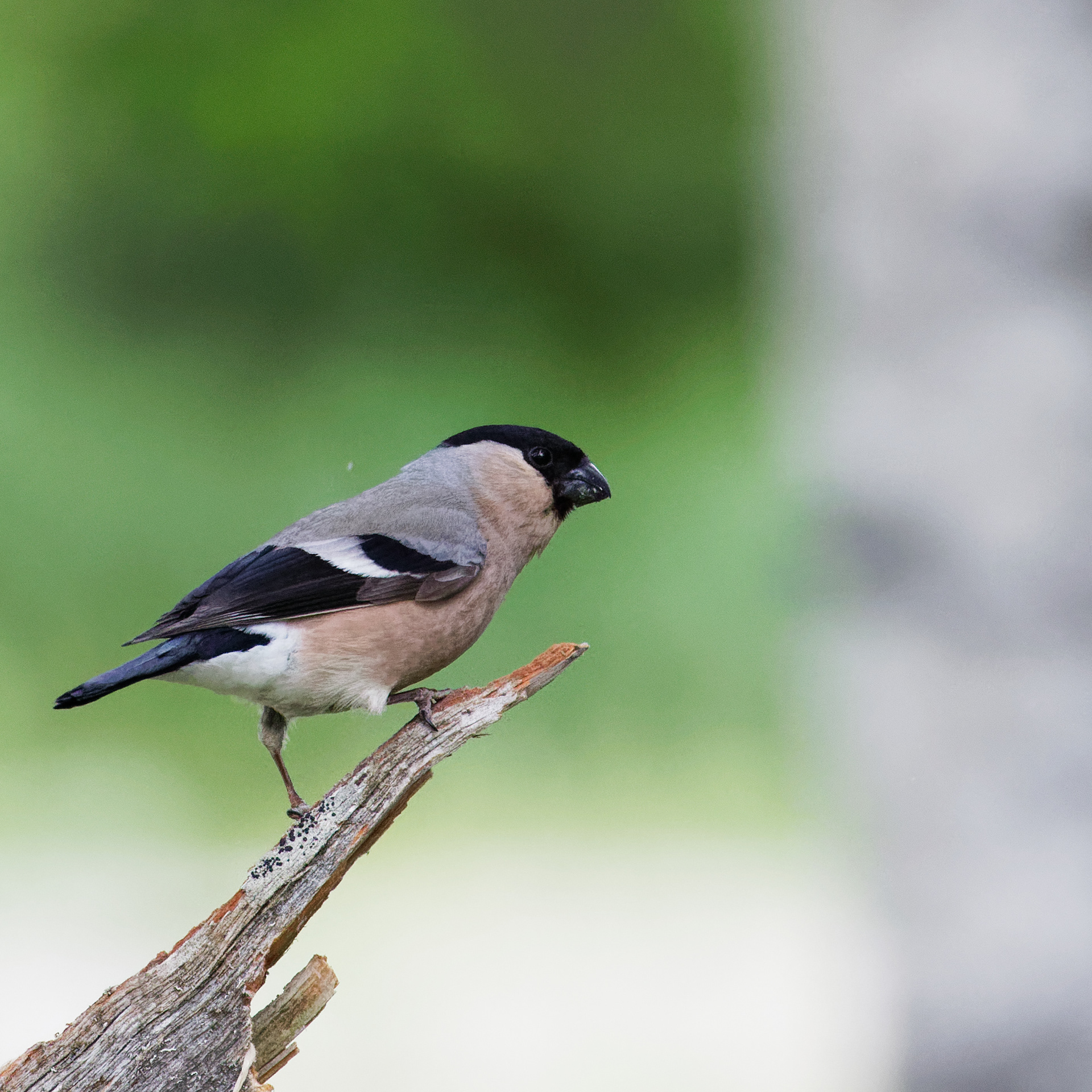 Bouvreuil pivoine femelle
