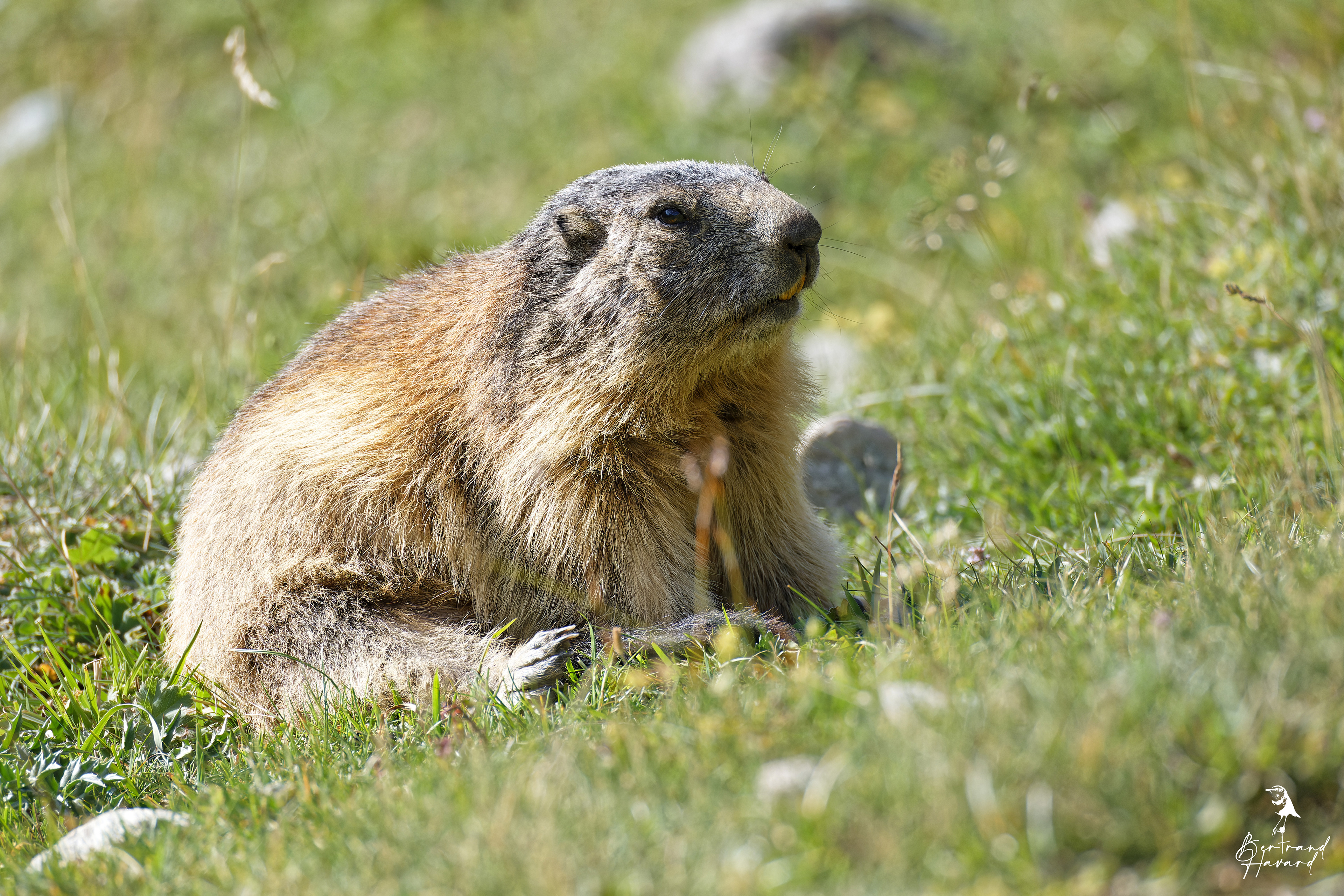 Marmotte