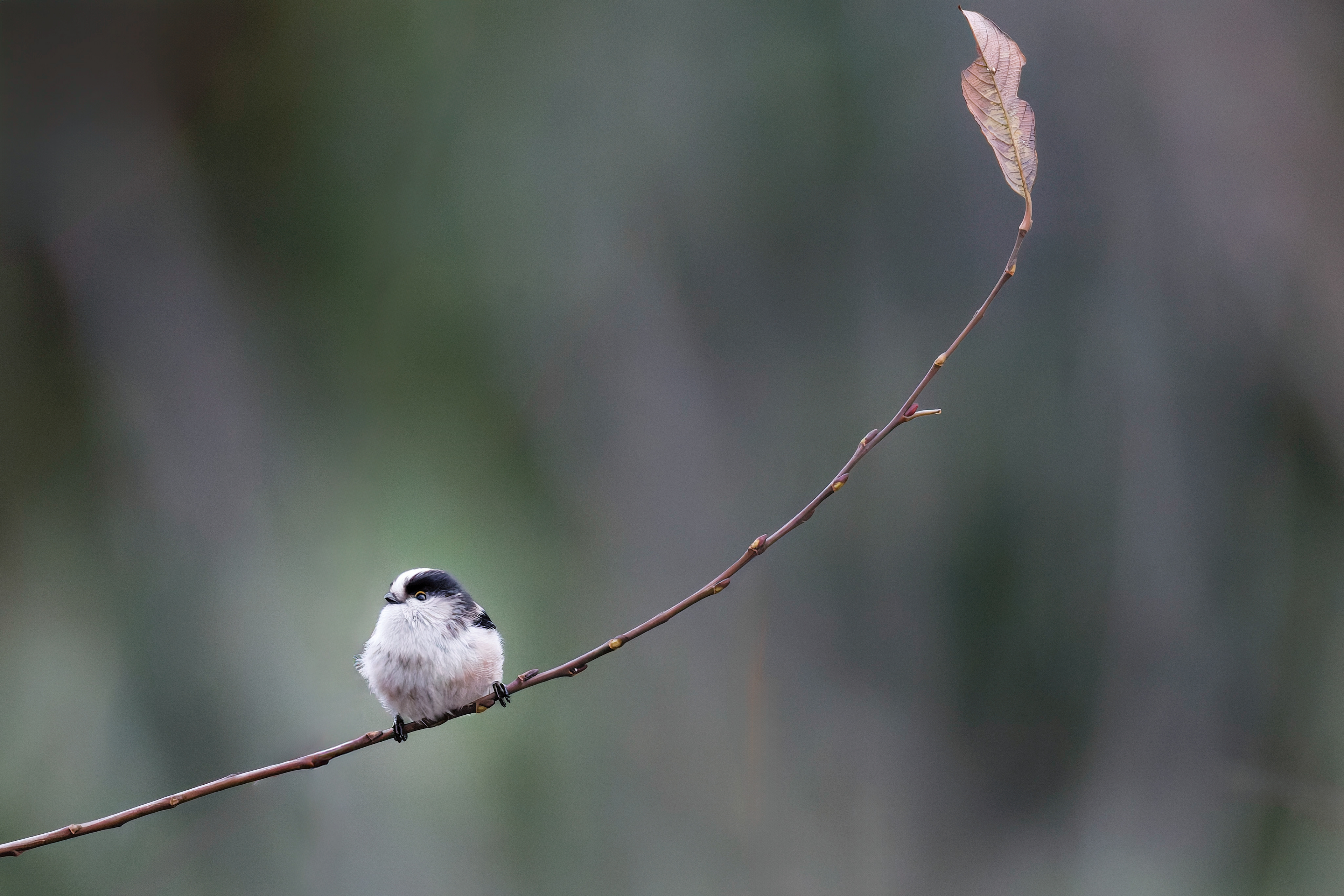Orite à longue queue