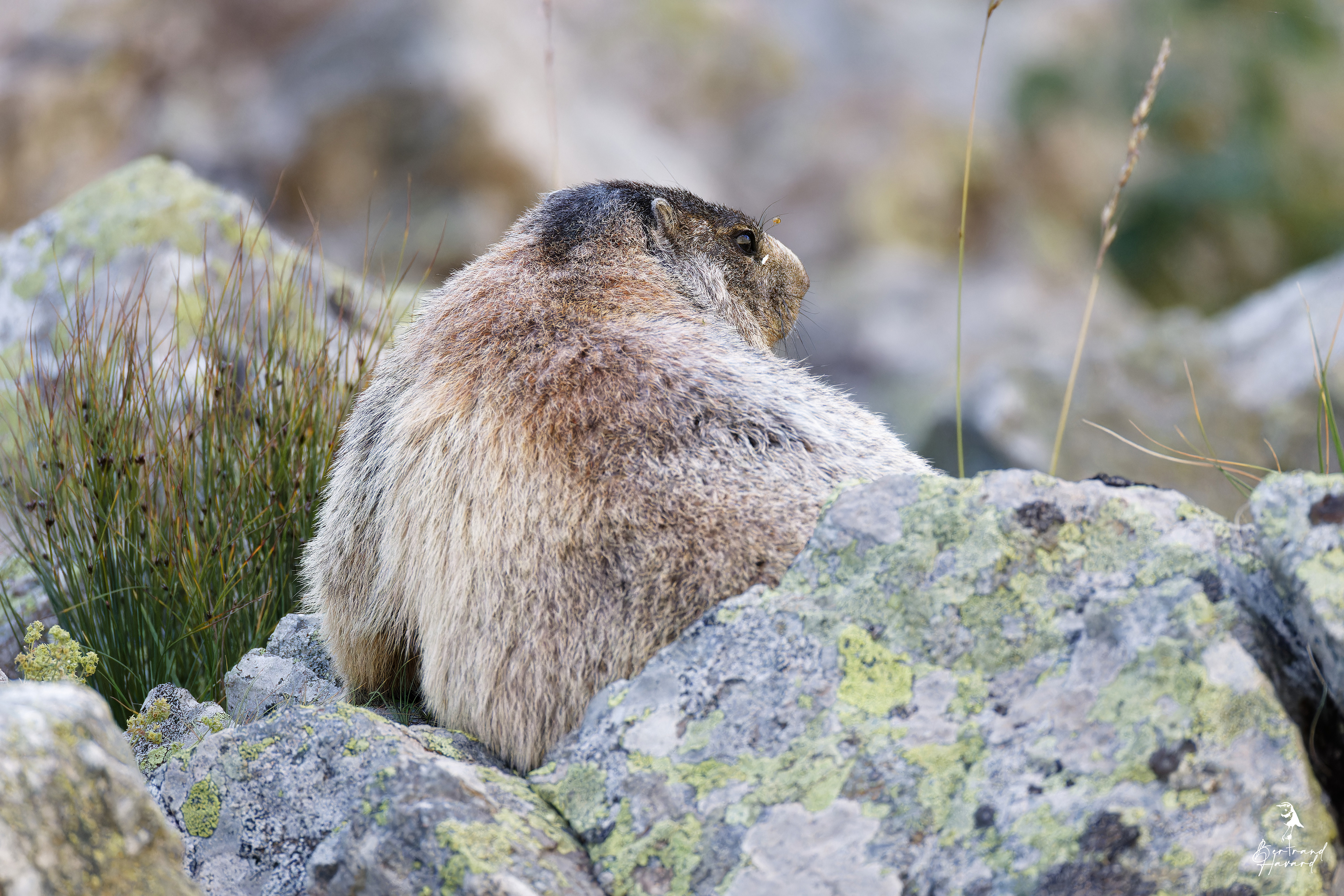 Marmotte